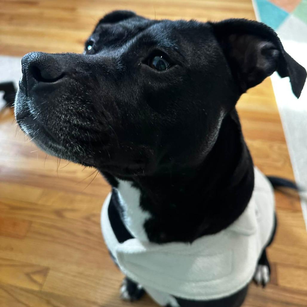 Enlarge Martha May, a Adoptable mixed breed in Jarrettsville, MD image 3/6