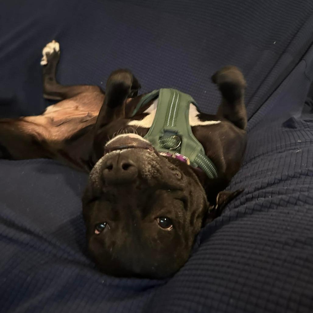 Enlarge Martha May, a Adoptable mixed breed in Jarrettsville, MD image 4/6