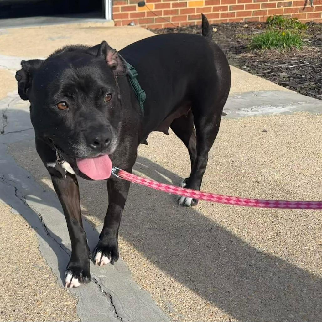Enlarge Martha May, a Adoptable mixed breed in Jarrettsville, MD image 4/6