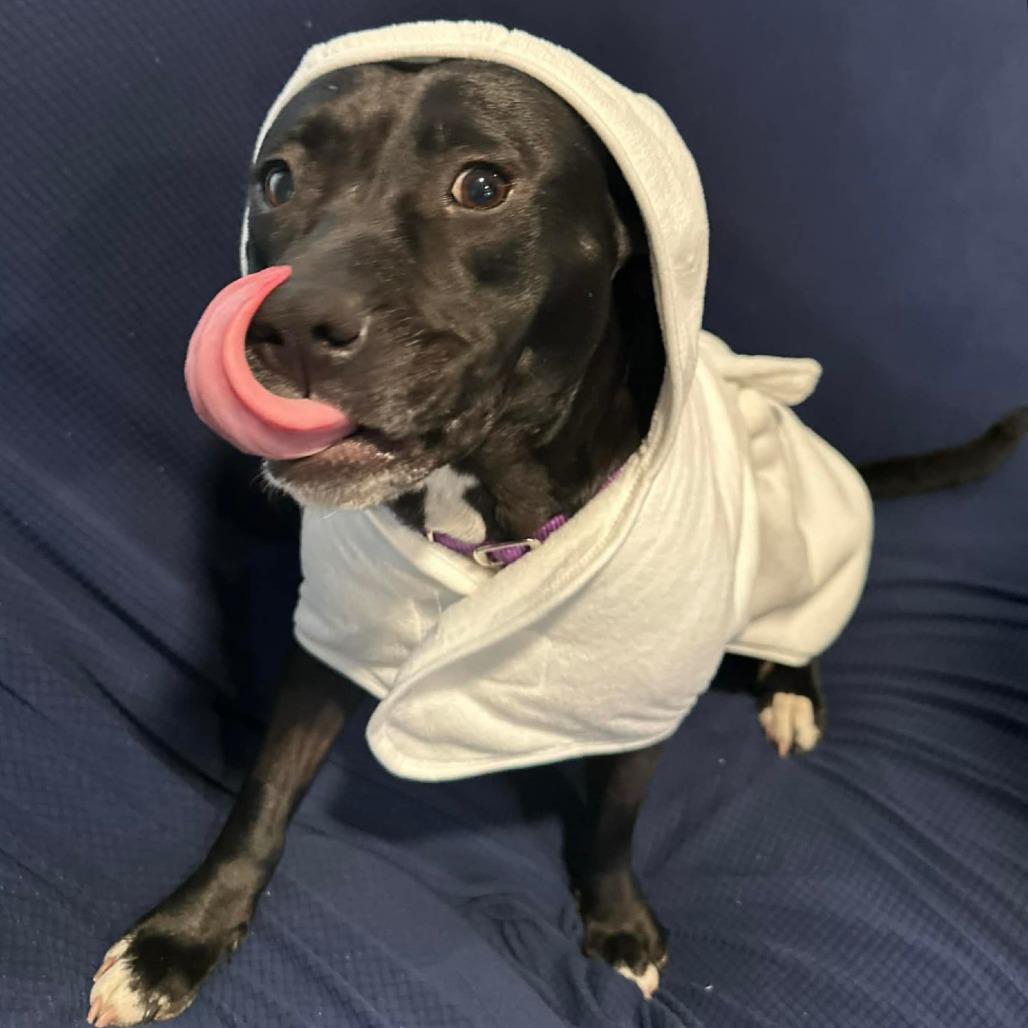 Enlarge Martha May, a Adoptable mixed breed in Jarrettsville, MD image 5/6