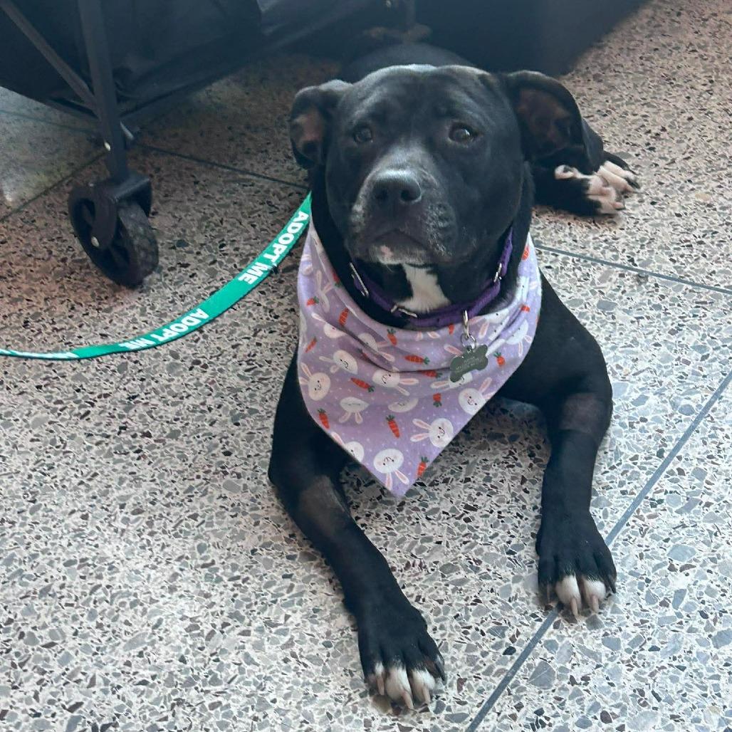 Enlarge Martha May, a Adoptable mixed breed in Jarrettsville, MD image 6/6