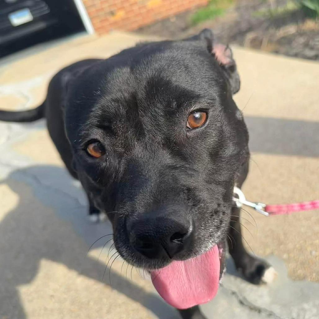 Enlarge Martha May, a Adoptable mixed breed in Jarrettsville, MD image 6/6