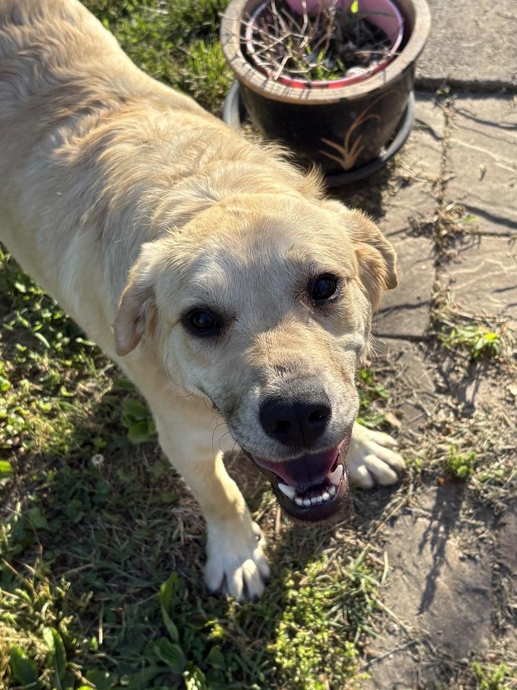 Muffin, Adoptable, Puppy Female Great Pyrenees & Labrador Retriever.
