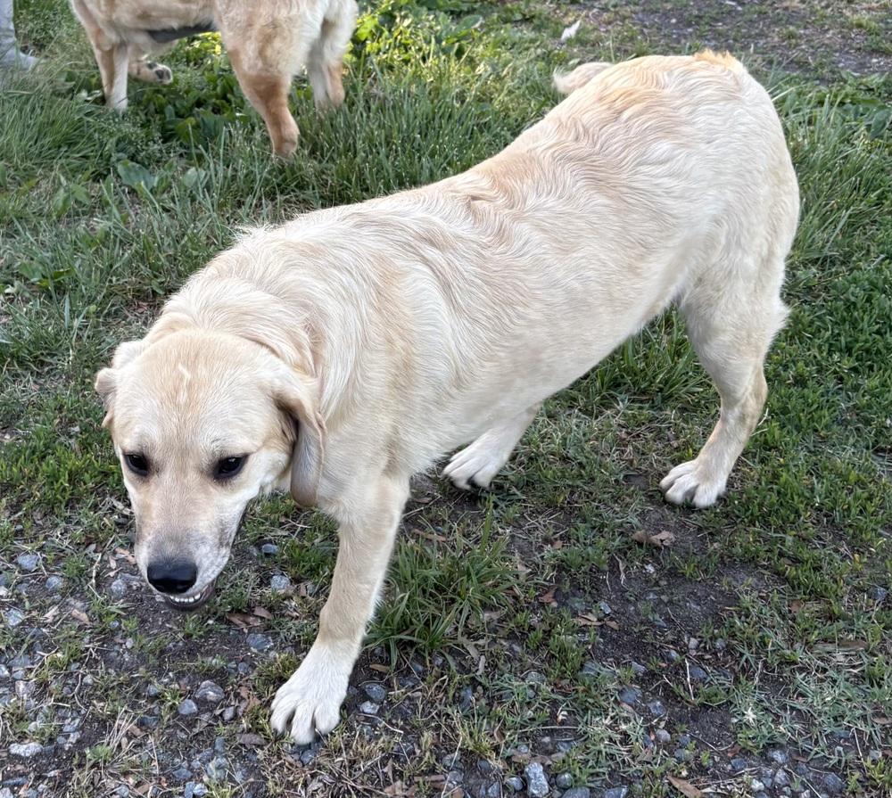Muffin, a Adoptable mixed breed in Louisa, VA image 2/3
