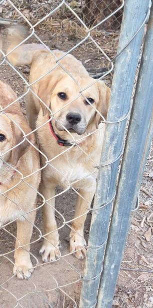 Enlarge Muffin, a Adoptable mixed breed in Louisa, VA image 2/2