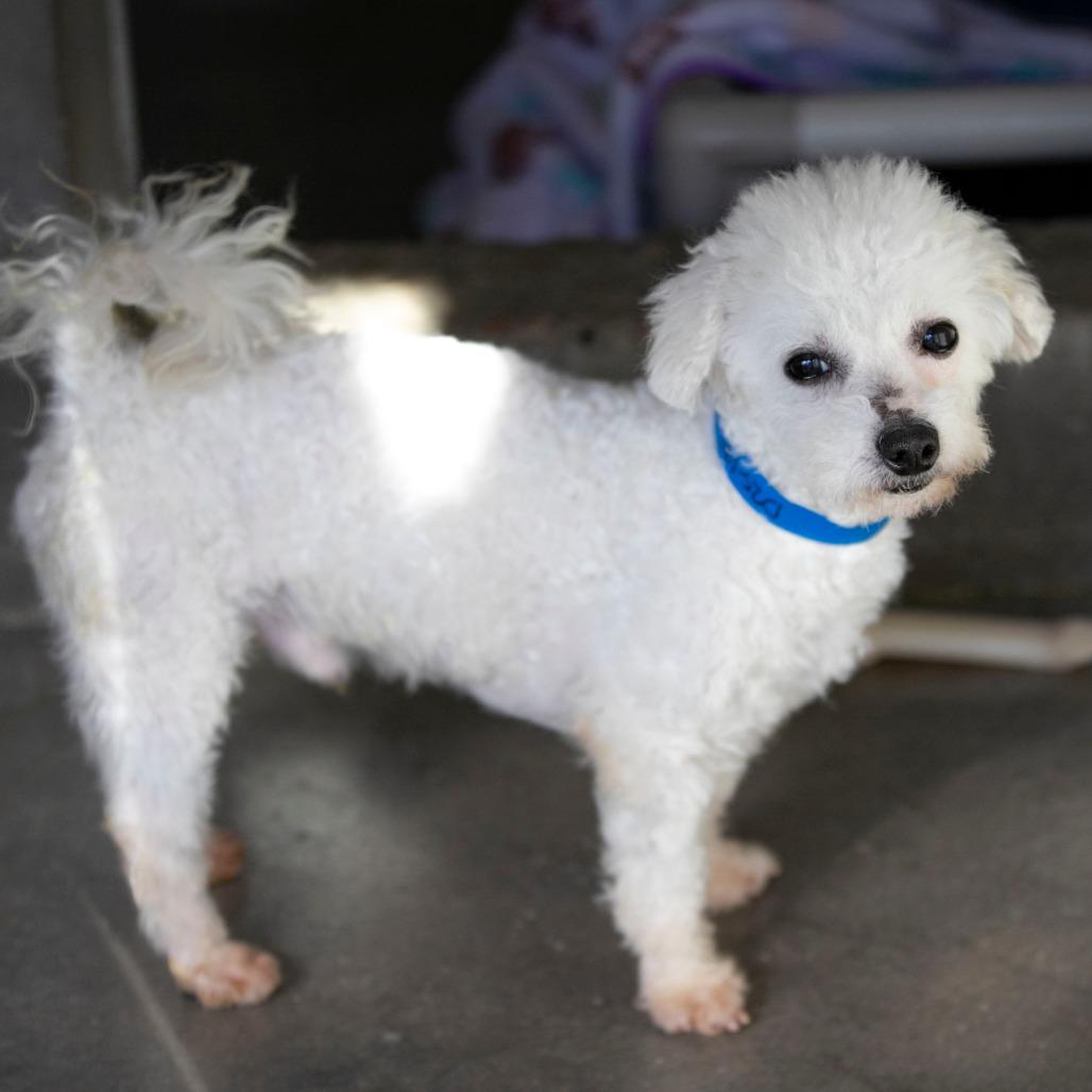 Rags (D25-195), Adoptable, Adult Male Bichon Frise.