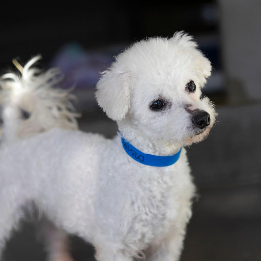 Enlarge Rags (D25-195), a Adoptable Bichon Frise in Peyton, CO image 2/6