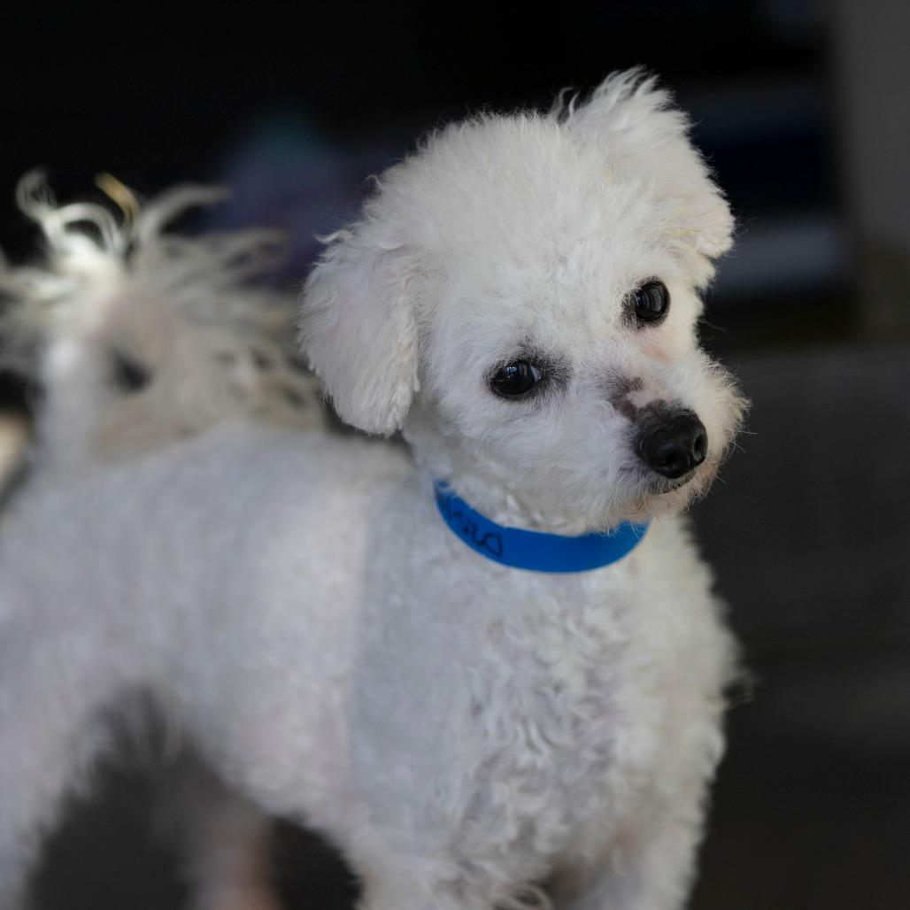 Enlarge Rags (D25-195), a Adoptable Bichon Frise in Peyton, CO image 3/6