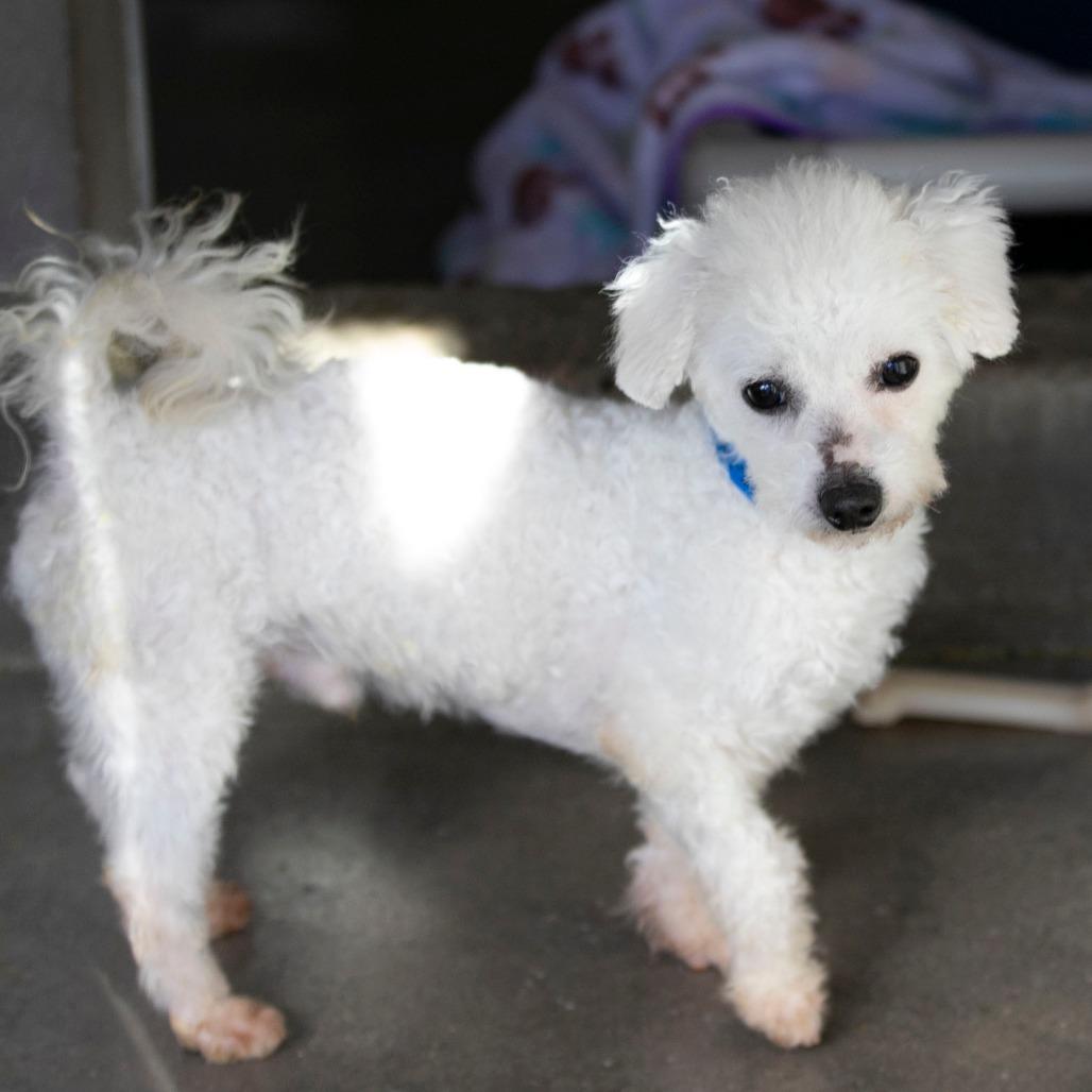 Enlarge Rags (D25-195), a Adoptable Bichon Frise in Peyton, CO image 4/6