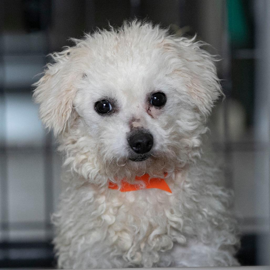 Enlarge Rags (D25-195), a Adoptable Bichon Frise in Peyton, CO image 5/6