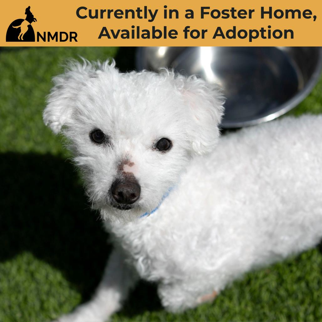 Enlarge Rags (D25-195), a Adoptable Bichon Frise in Peyton, CO image 6/6