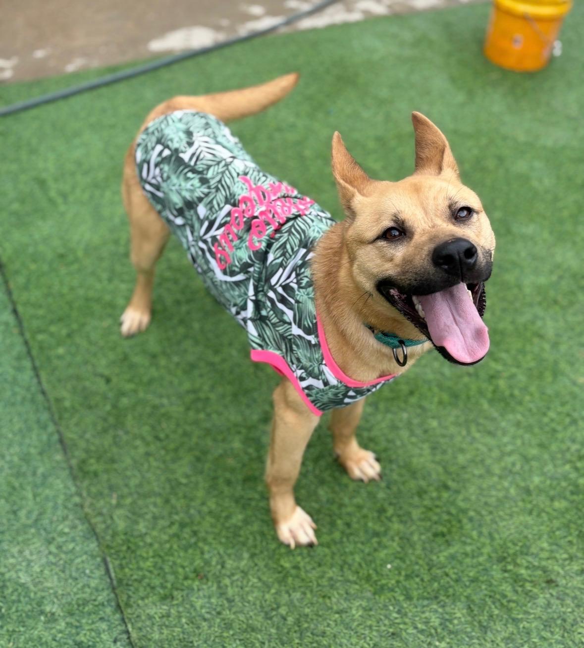 Enlarge Sunny Delight, a Adopted mixed breed in Houston, TX image 2/6