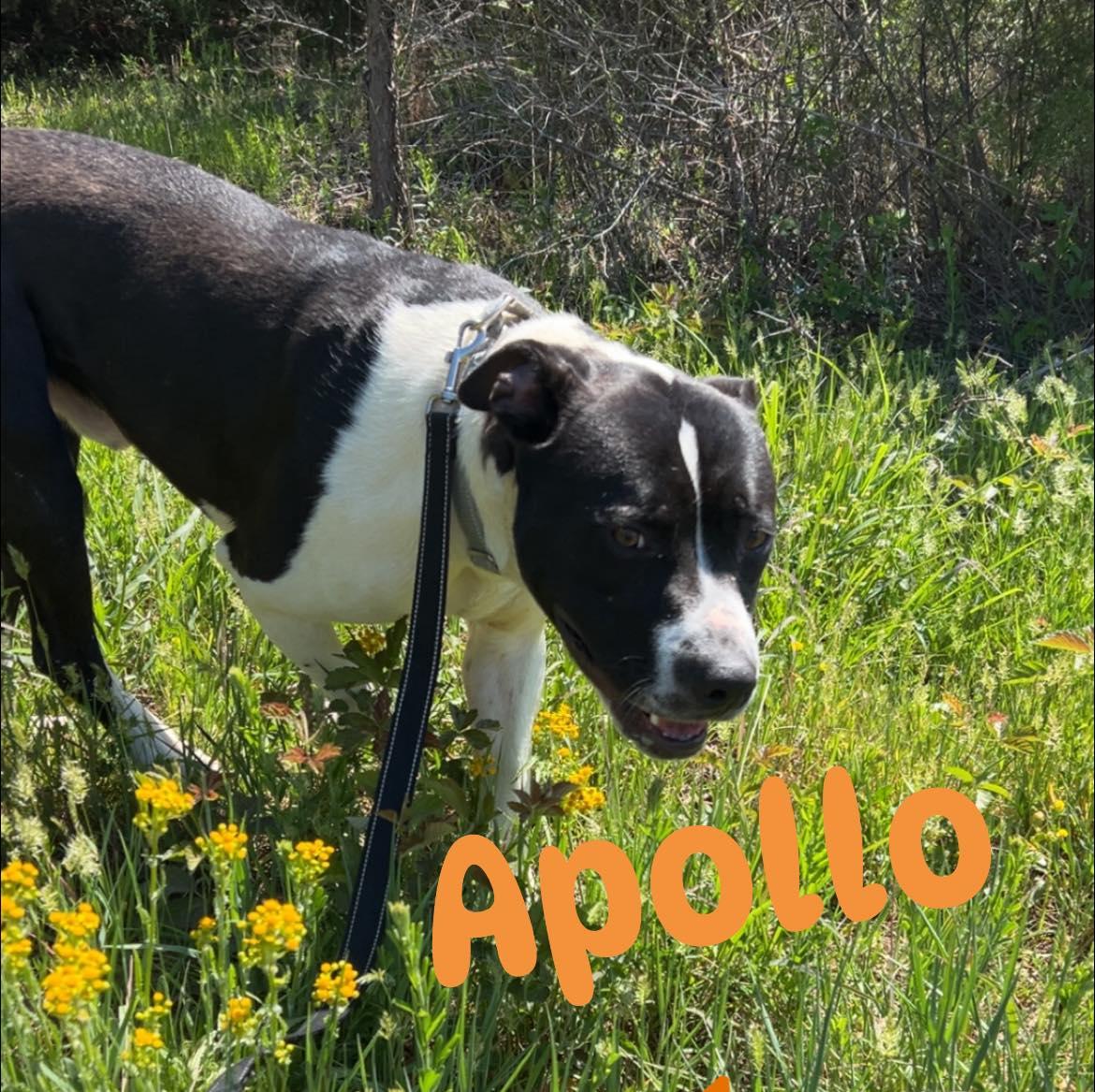 Enlarge Apollo, a ADOPTABLE mixed breed in Lebanon, TN image 6/6