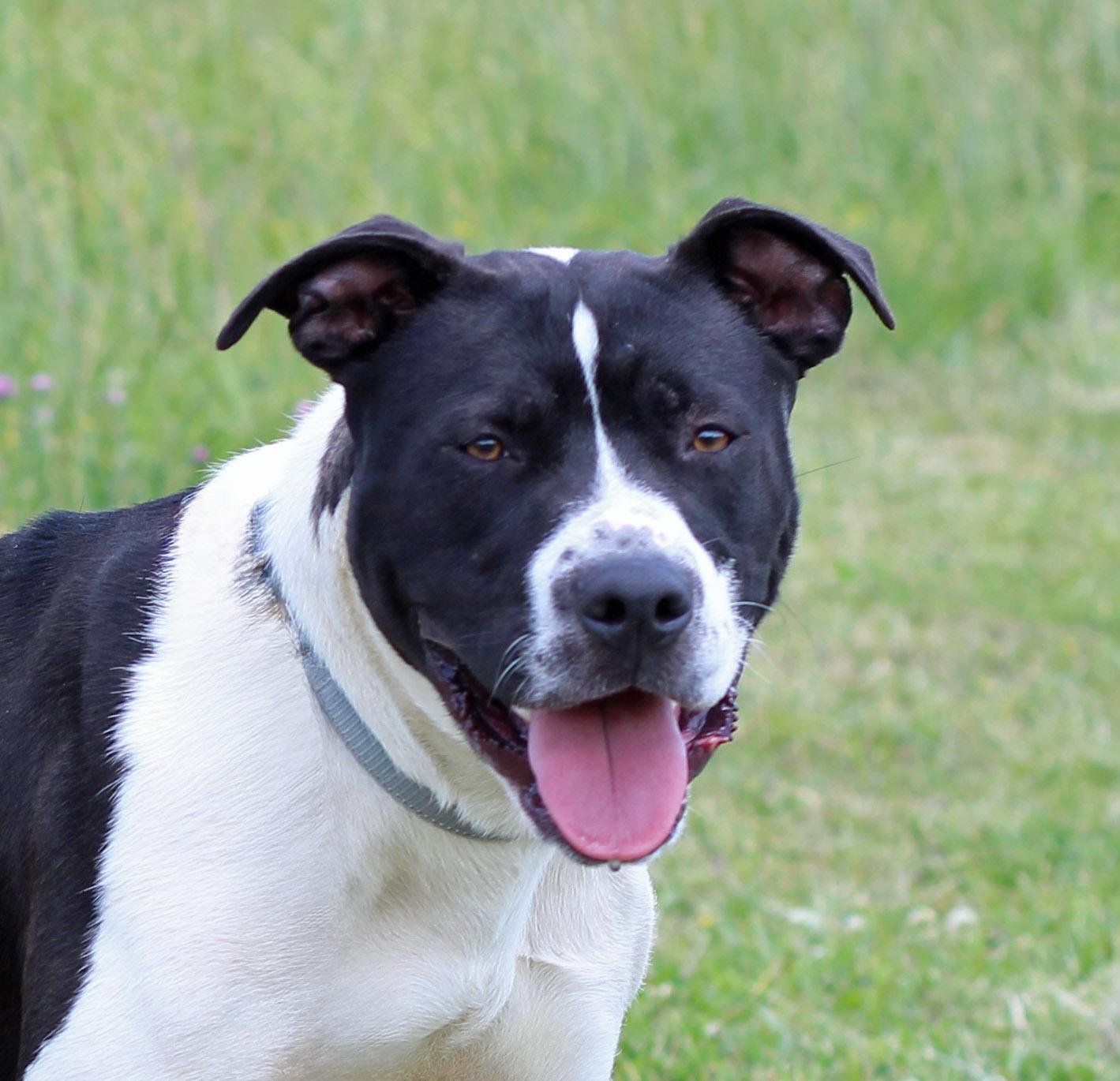 Enlarge Apollo, a ADOPTABLE mixed breed in Lebanon, TN image 1/6