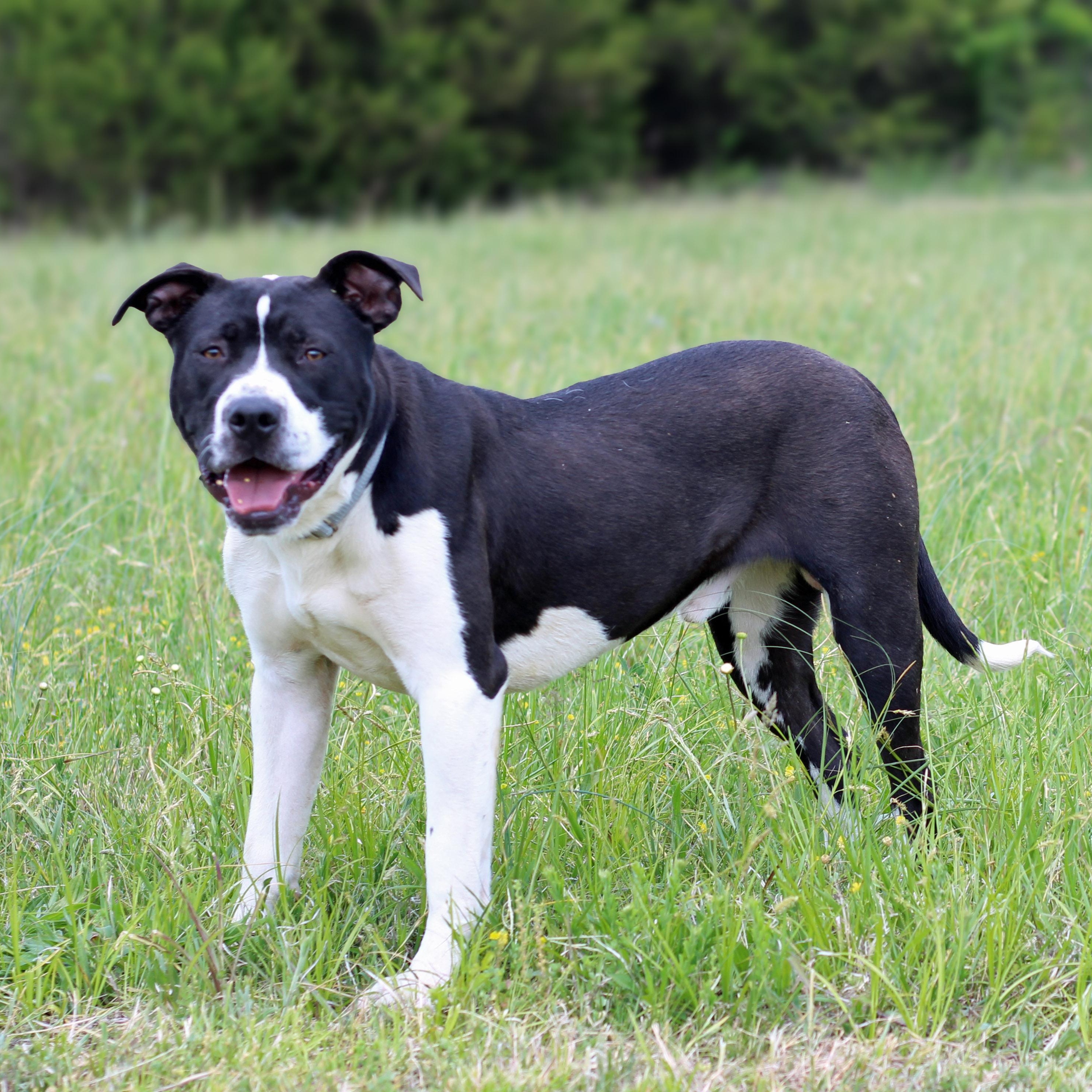 Enlarge Apollo, a ADOPTABLE mixed breed in Lebanon, TN image 2/6