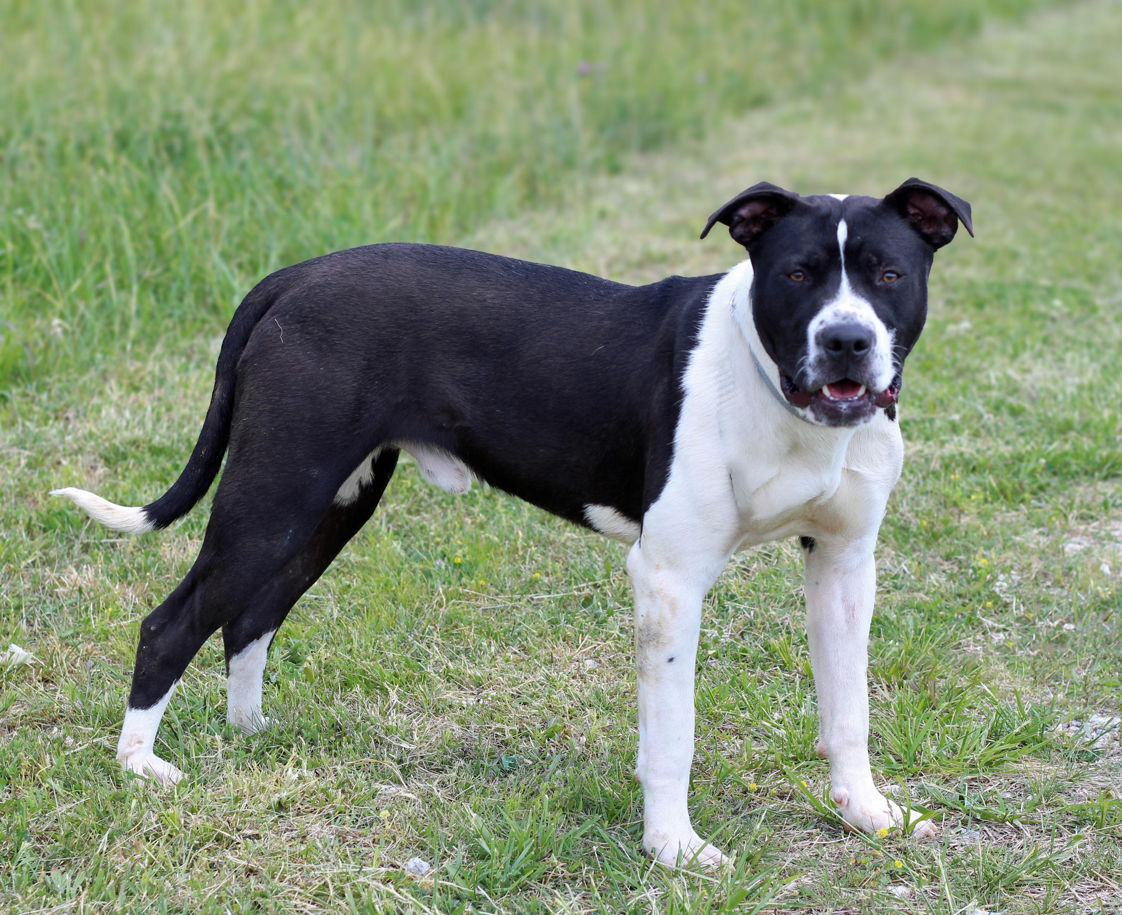 Enlarge Apollo, a ADOPTABLE mixed breed in Lebanon, TN image 3/6