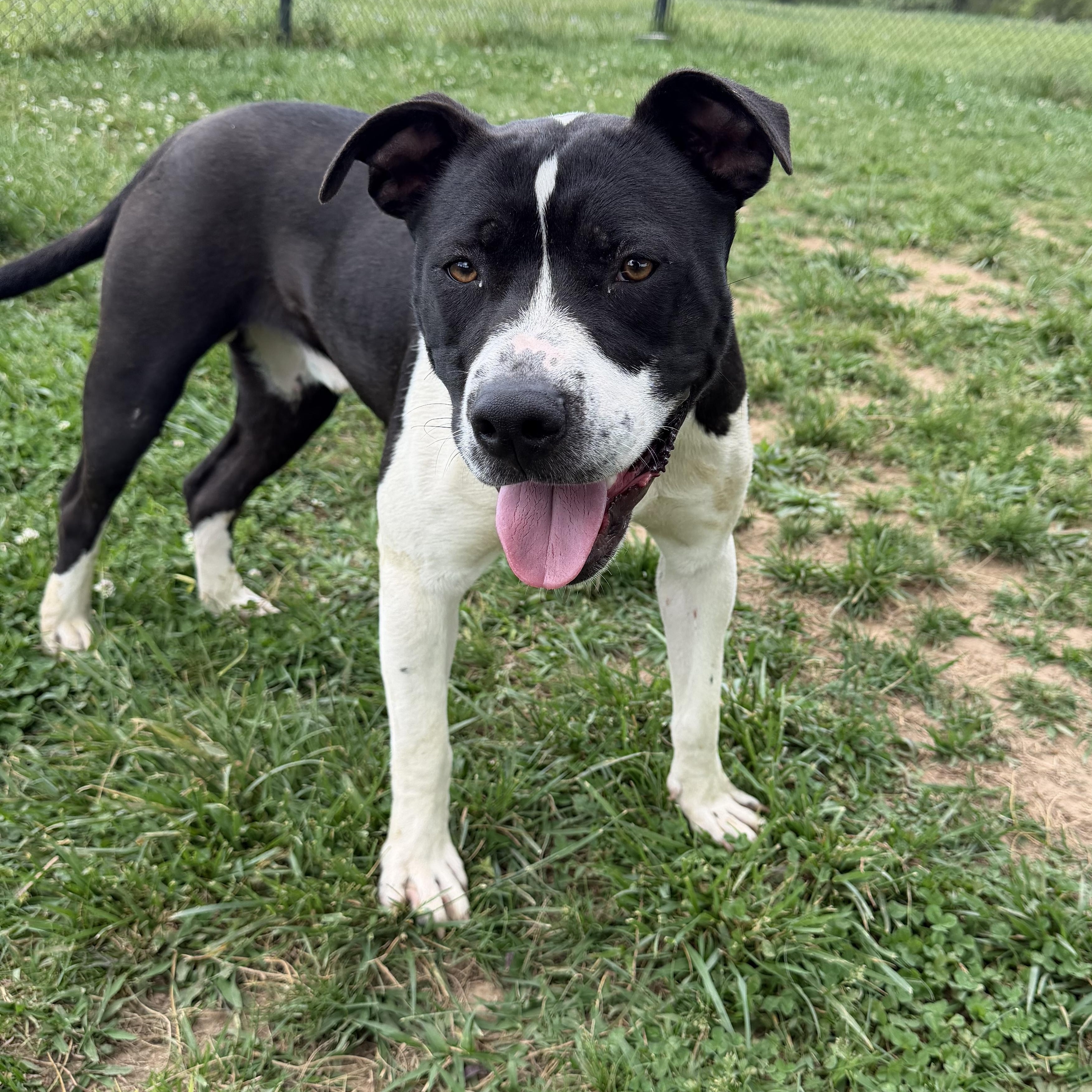 Enlarge Apollo, a ADOPTABLE mixed breed in Lebanon, TN image 4/6
