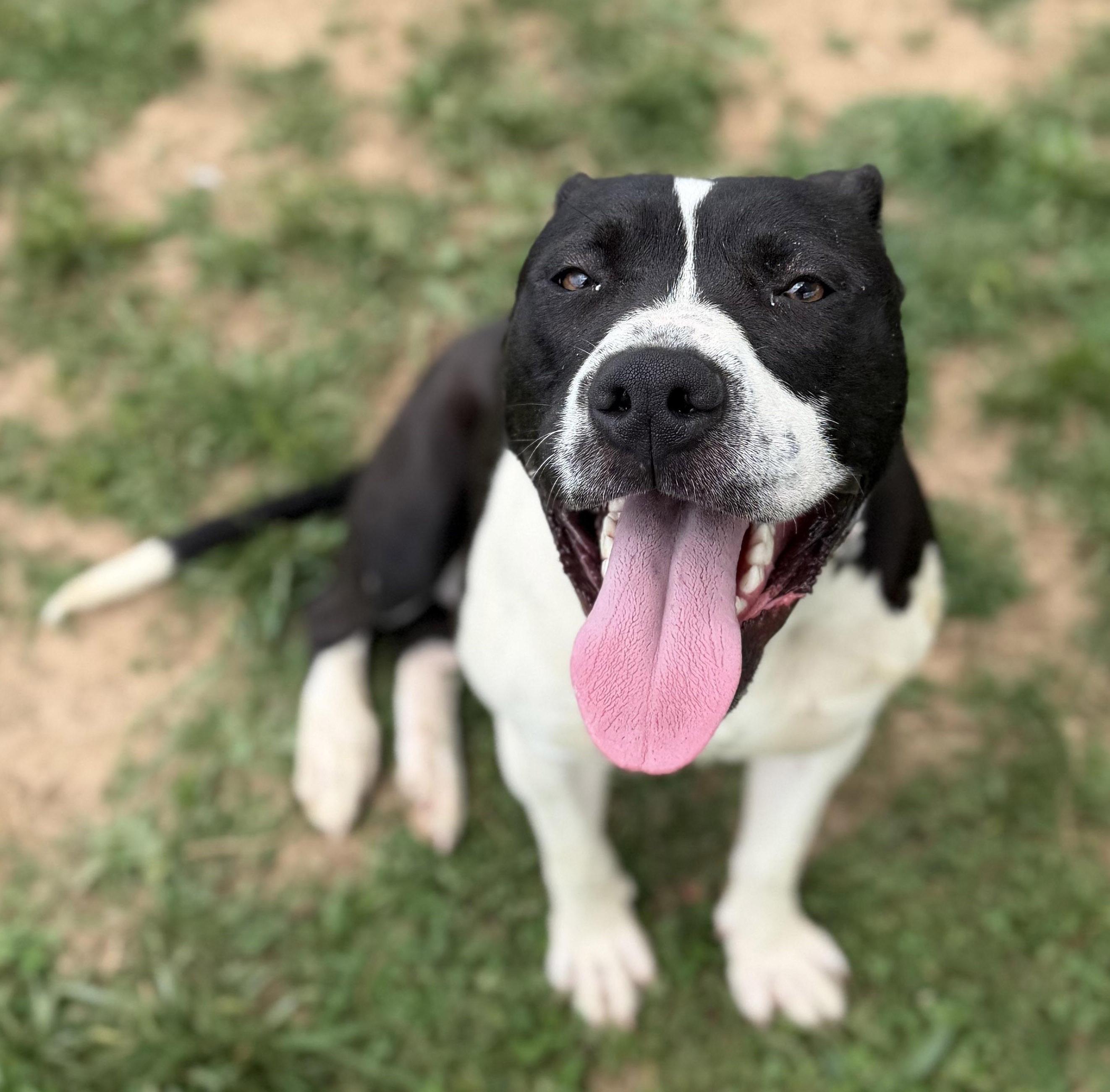 Enlarge Apollo, a ADOPTABLE mixed breed in Lebanon, TN image 5/6