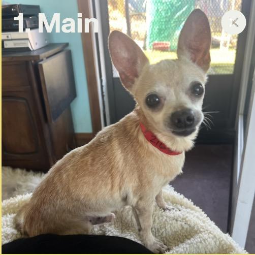Lance, adoptable, Adult Male Chihuahua & Terrier.