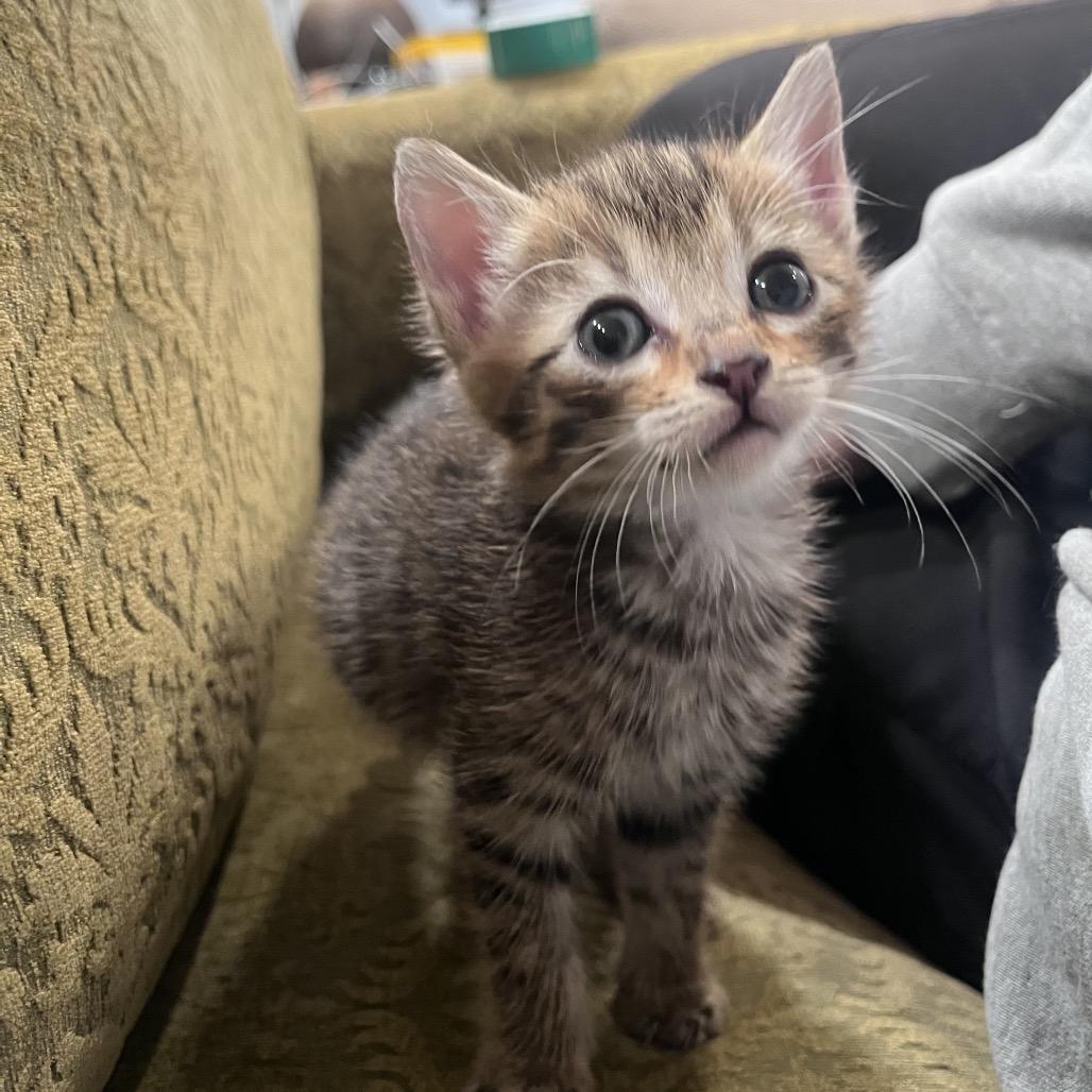 Jack Jack-TL, Adoptable, Kitten Male Domestic Short Hair.
