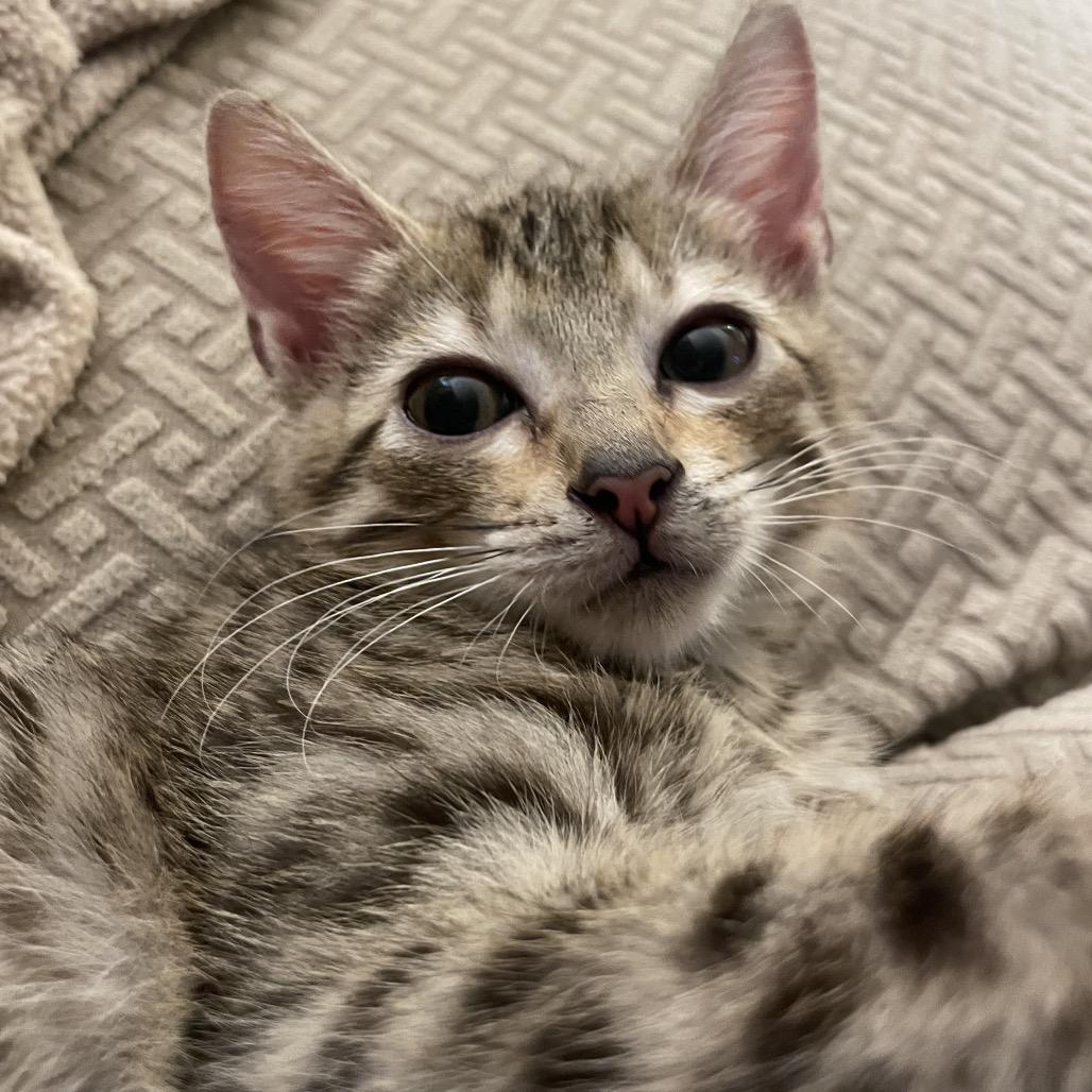 Jack Jack-TL, a Adoptable Domestic Short Hair in Tallahassee, FL image 3/6
