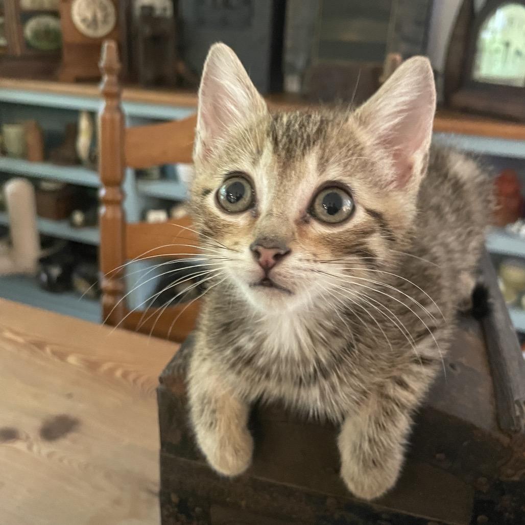 Enlarge Jack Jack-TL, a Adoptable Domestic Short Hair in Tallahassee, FL image 3/6