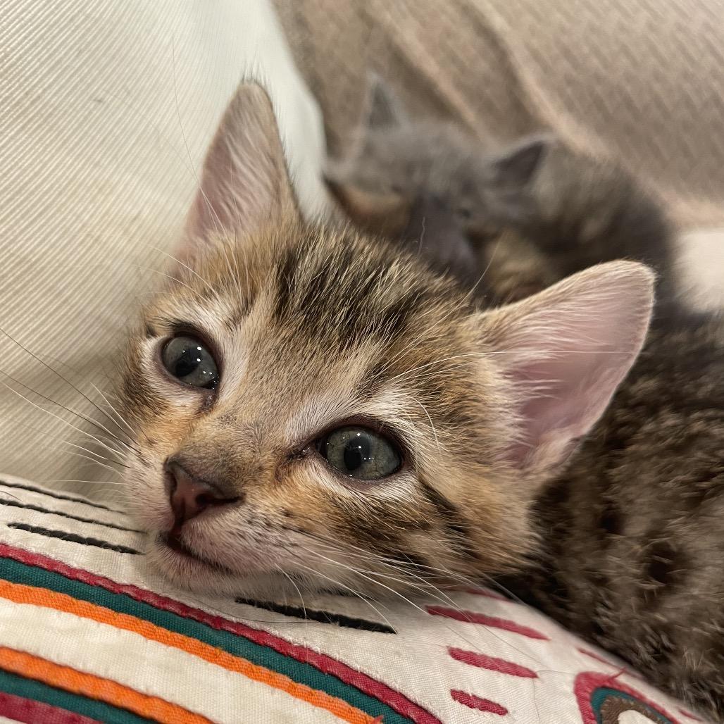 Enlarge Jack Jack-TL, a Adoptable Domestic Short Hair in Tallahassee, FL image 4/6