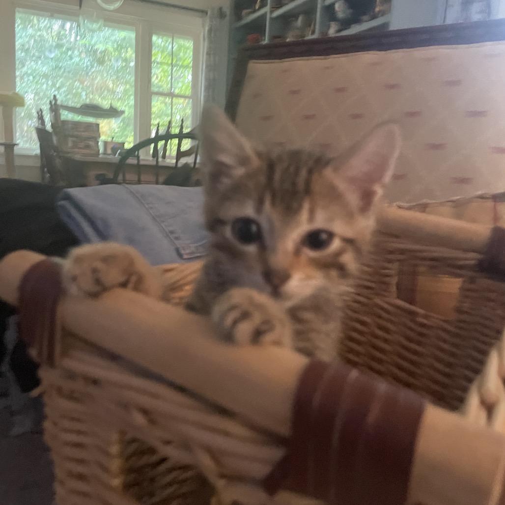 Enlarge Jack Jack-TL, a Adoptable Domestic Short Hair in Tallahassee, FL image 5/6