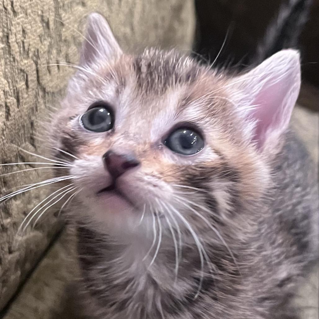 Enlarge Jack Jack-TL, a Adoptable Domestic Short Hair in Tallahassee, FL image 6/6