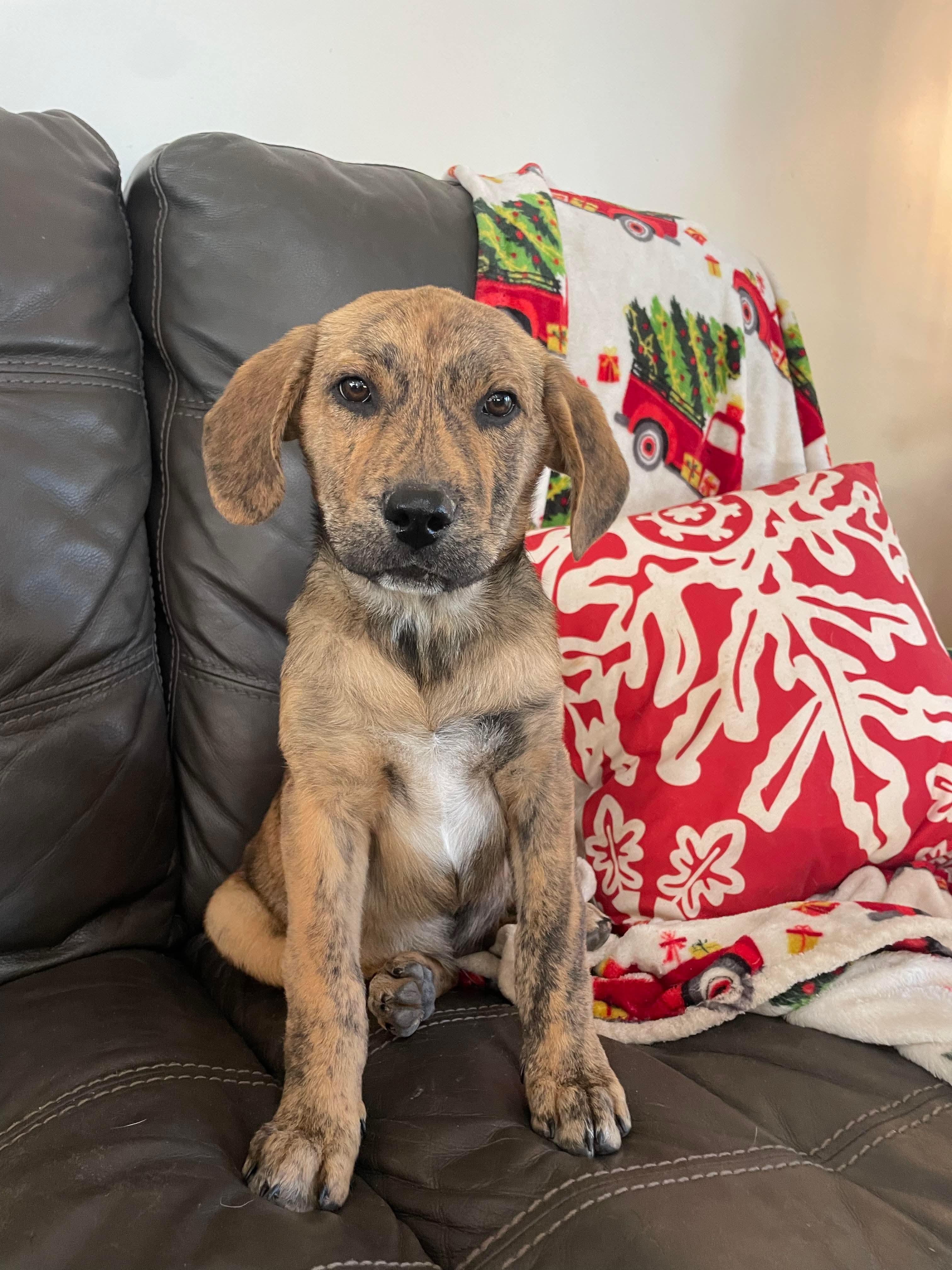 Sebastian , a Adoptable mixed breed in Chepachet, RI image 1/6