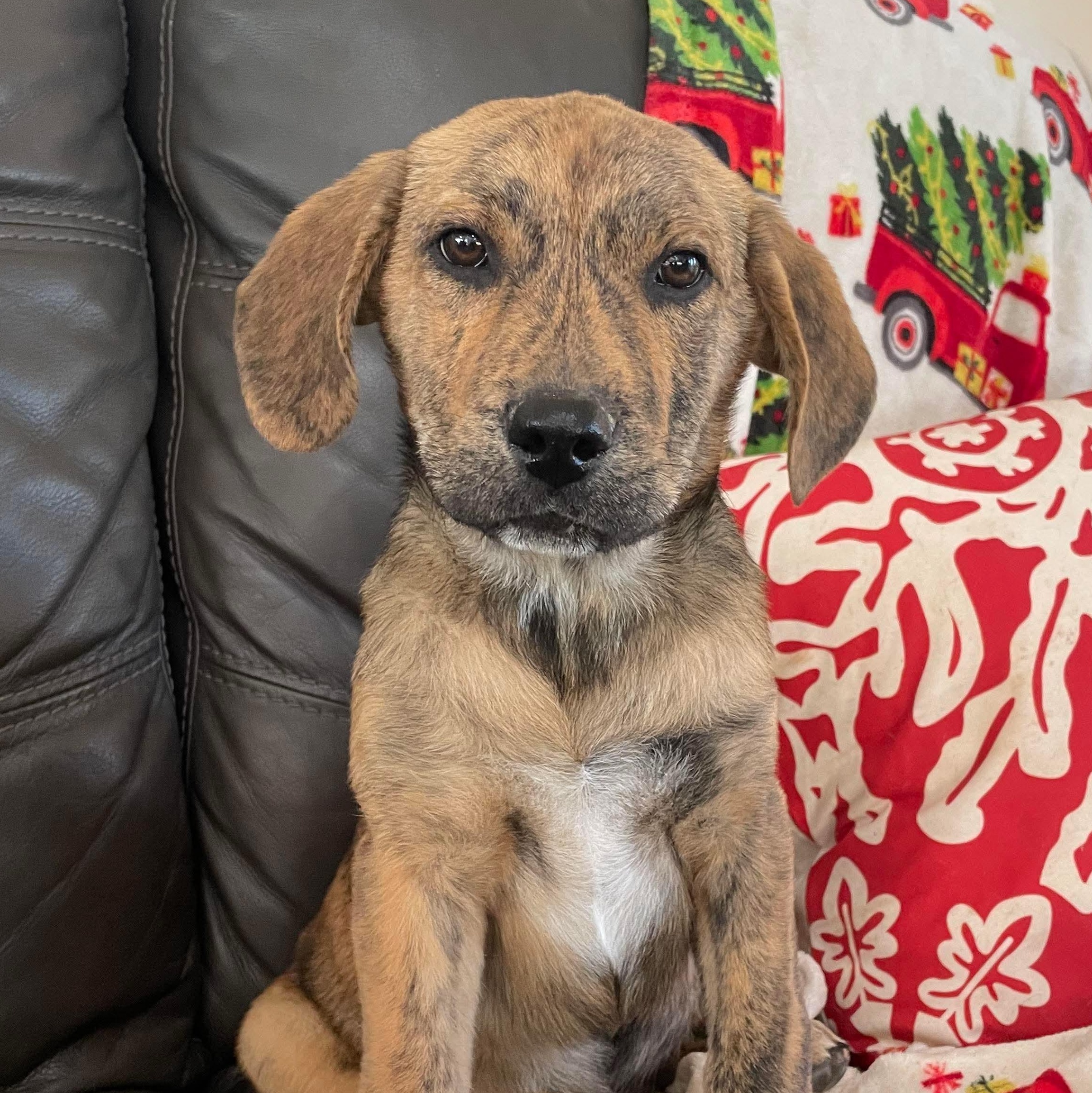 Sebastian , a Adoptable mixed breed in Chepachet, RI image 1/4
