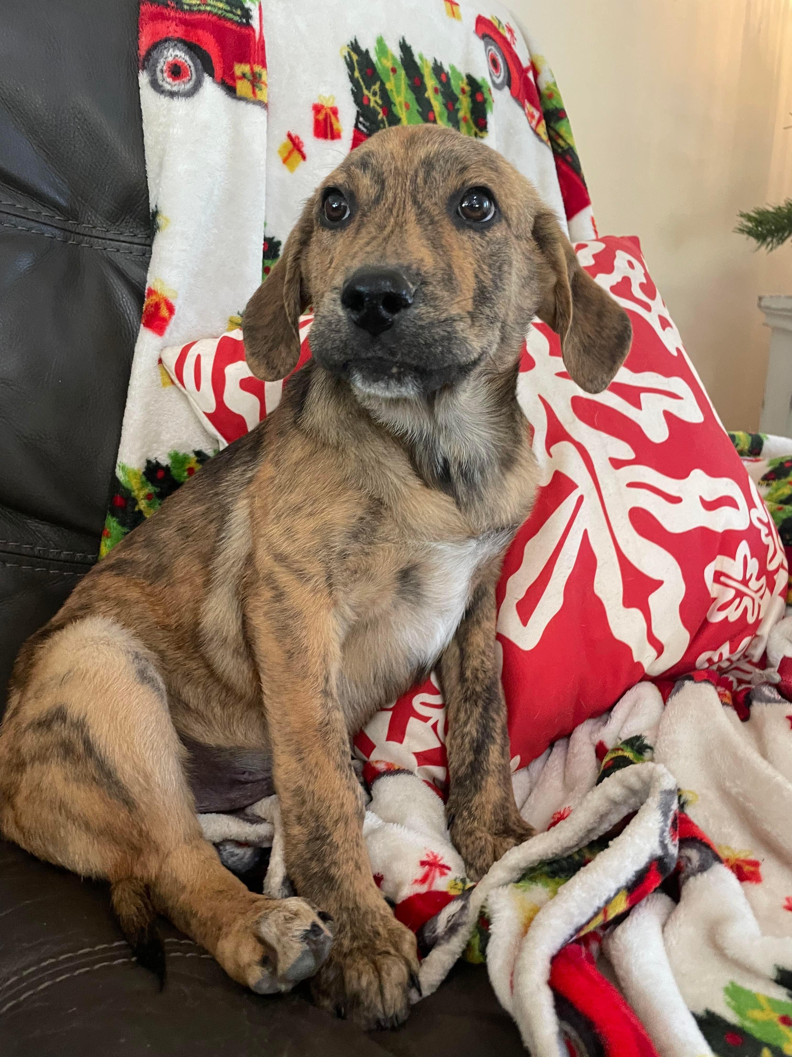 Sebastian , a Adoptable mixed breed in Chepachet, RI image 2/6