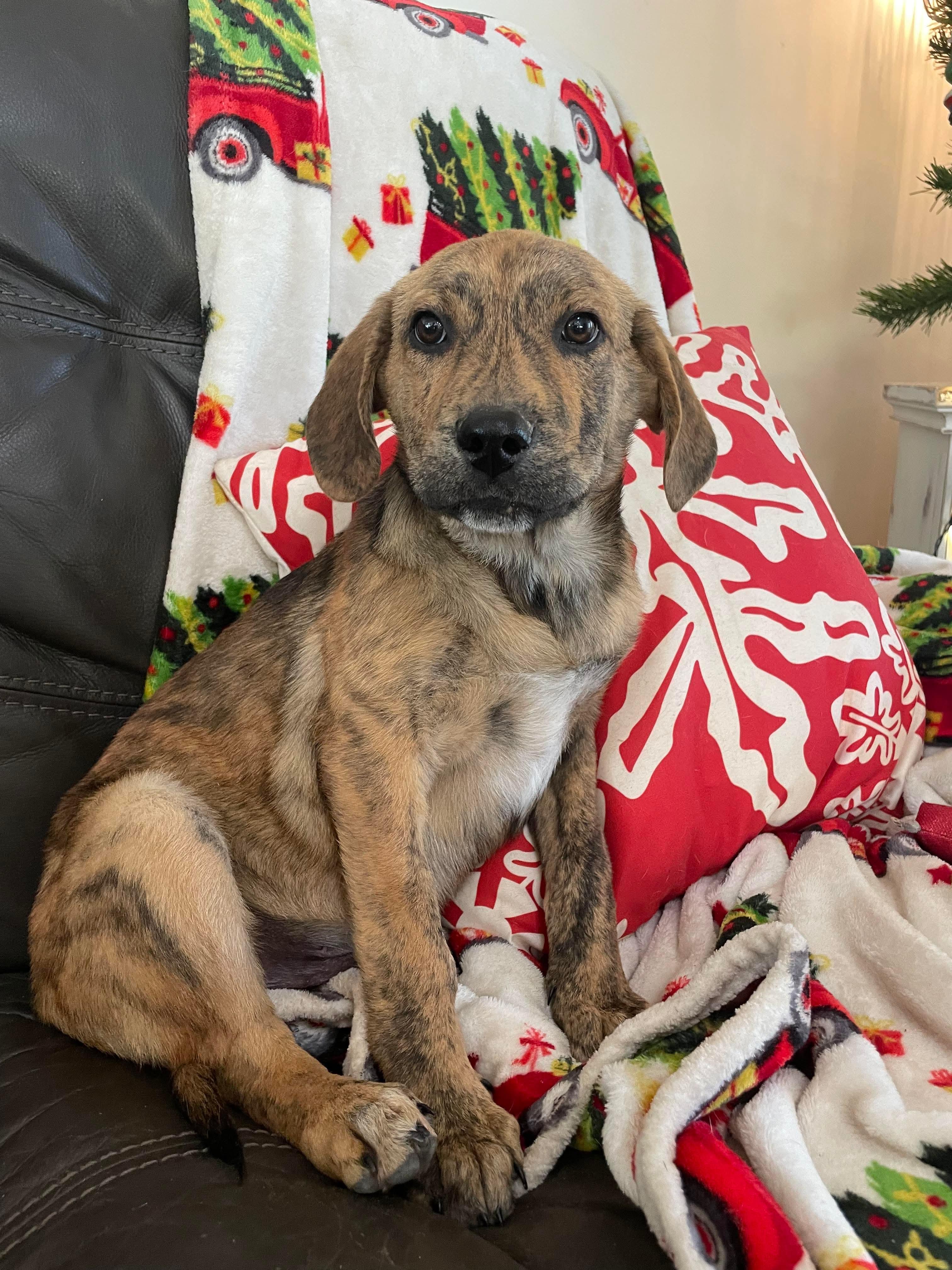 Sebastian , a Adoptable mixed breed in Chepachet, RI image 3/6