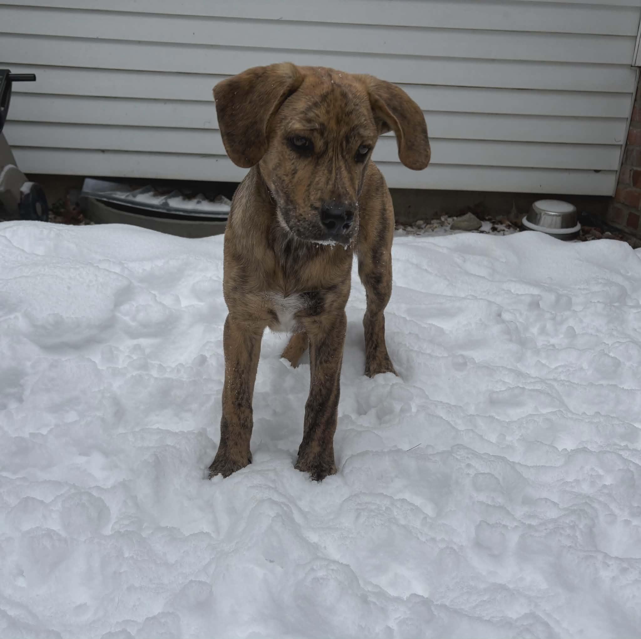 Enlarge Sebastian , an adopted mixed breed in Chepachet, RI image 1/6