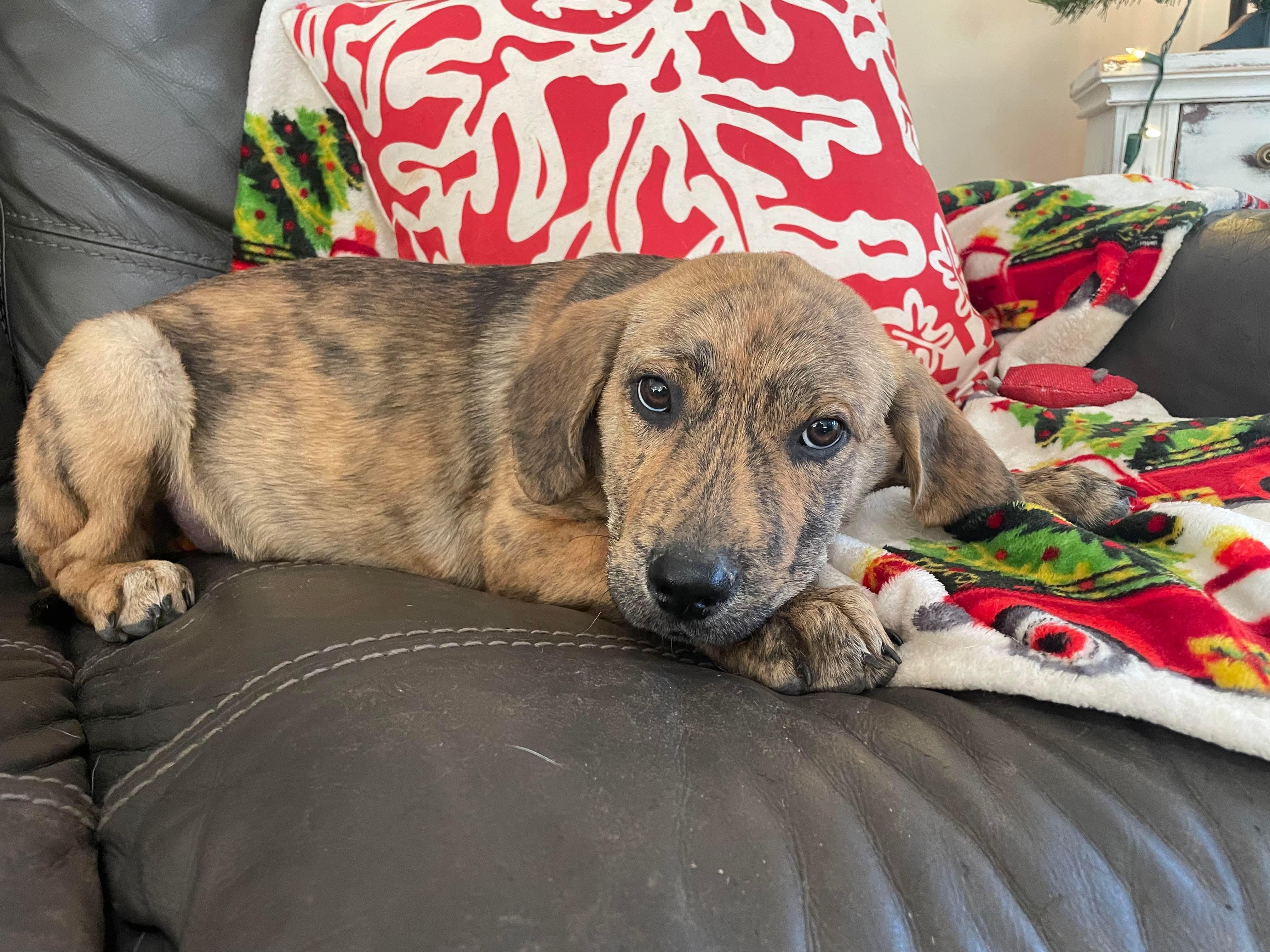 Sebastian , a Adoptable mixed breed in Chepachet, RI image 4/6
