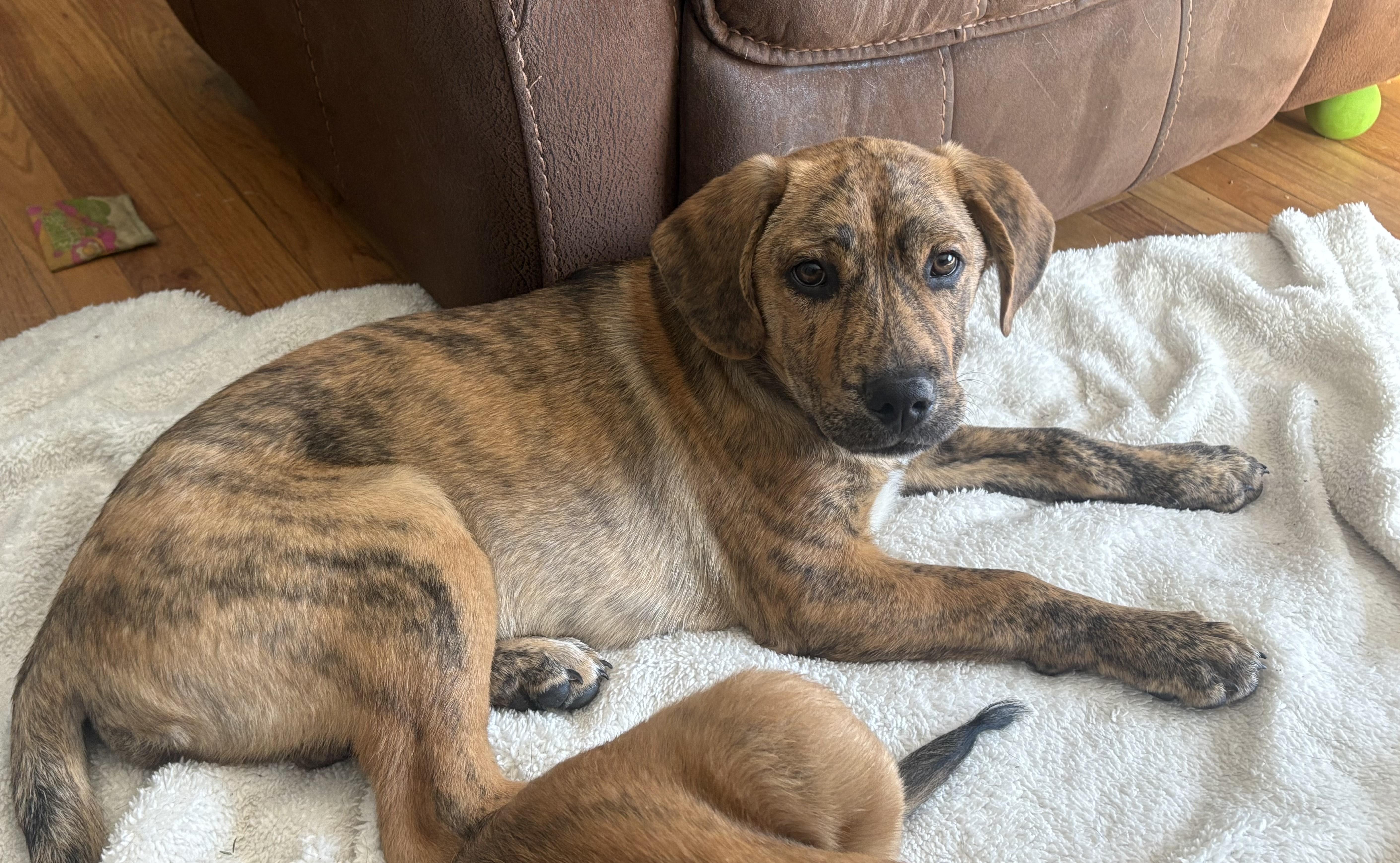 Sebastian , a Adoptable mixed breed in Chepachet, RI image 3/4