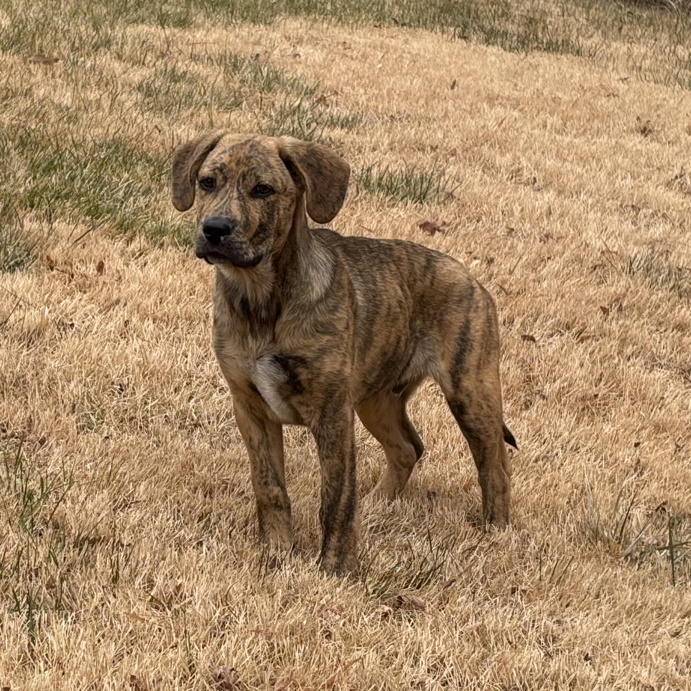 Enlarge Sebastian , an adopted mixed breed in Chepachet, RI image 2/6