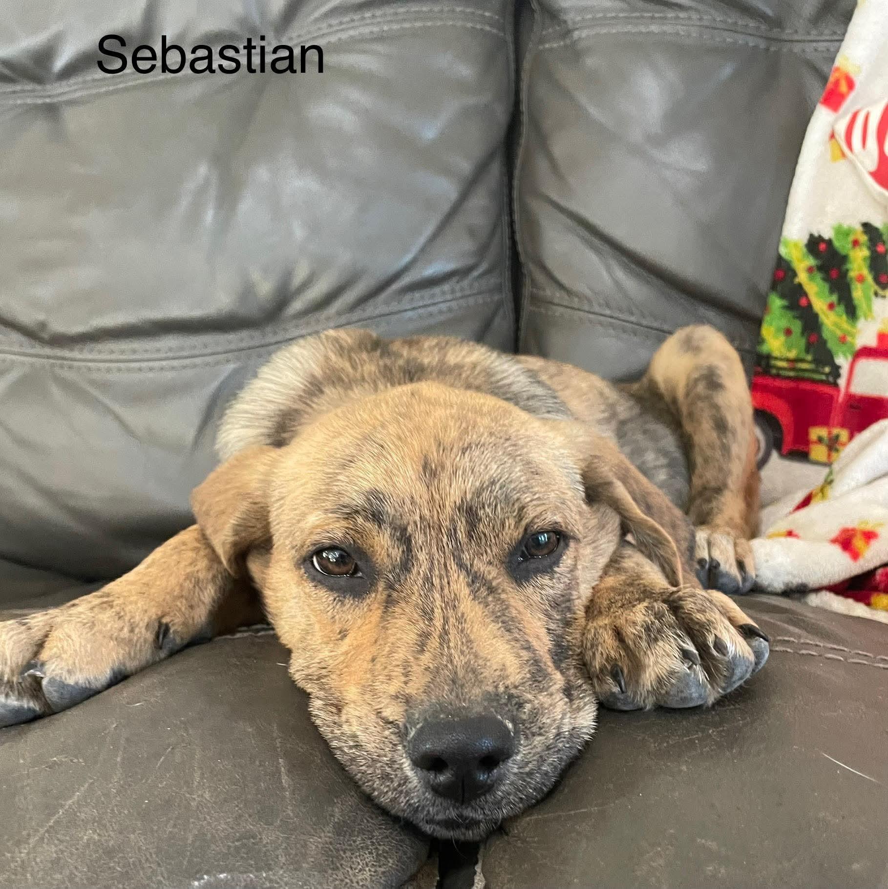 Sebastian , a Adoptable mixed breed in Chepachet, RI image 5/6