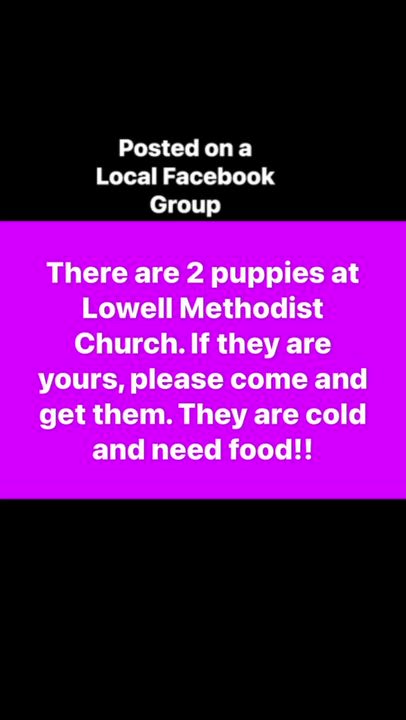 Enlarge Sebastian , a Adoptable mixed breed in Chepachet, RI video 6/6