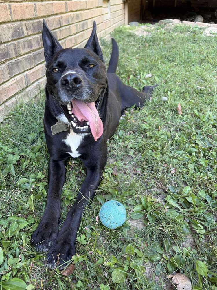 Charlie, a Adoptable mixed breed in Lexington, TN image 1/4