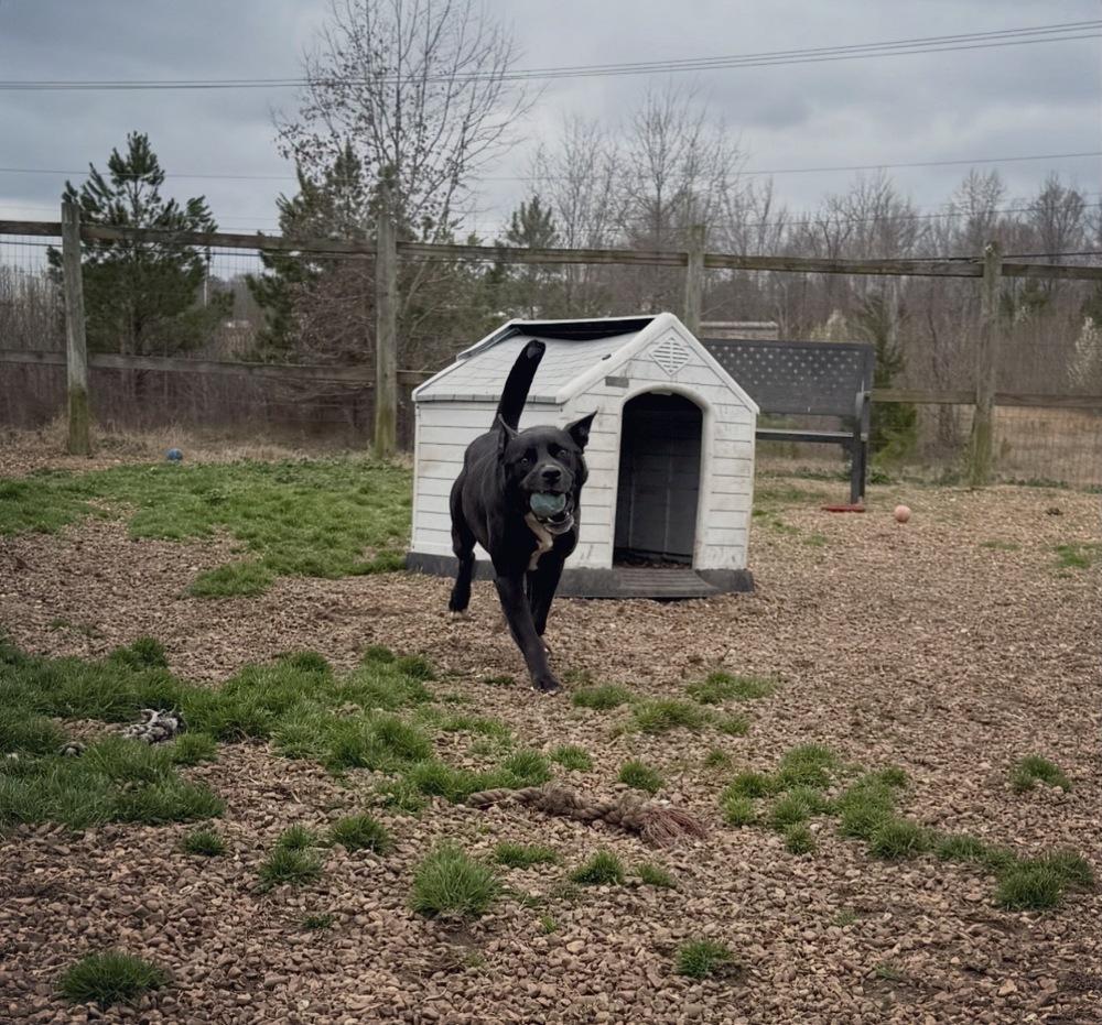Enlarge Charlie, a Adoptable mixed breed in Lexington, TN image 3/6