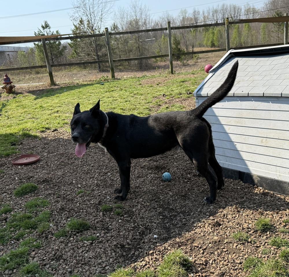 Enlarge Charlie, a Adoptable mixed breed in Lexington, TN image 4/6