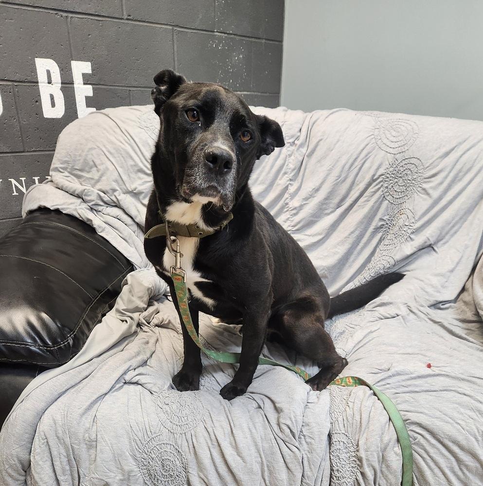 Charlie, a Adoptable mixed breed in Lexington, TN image 2/4