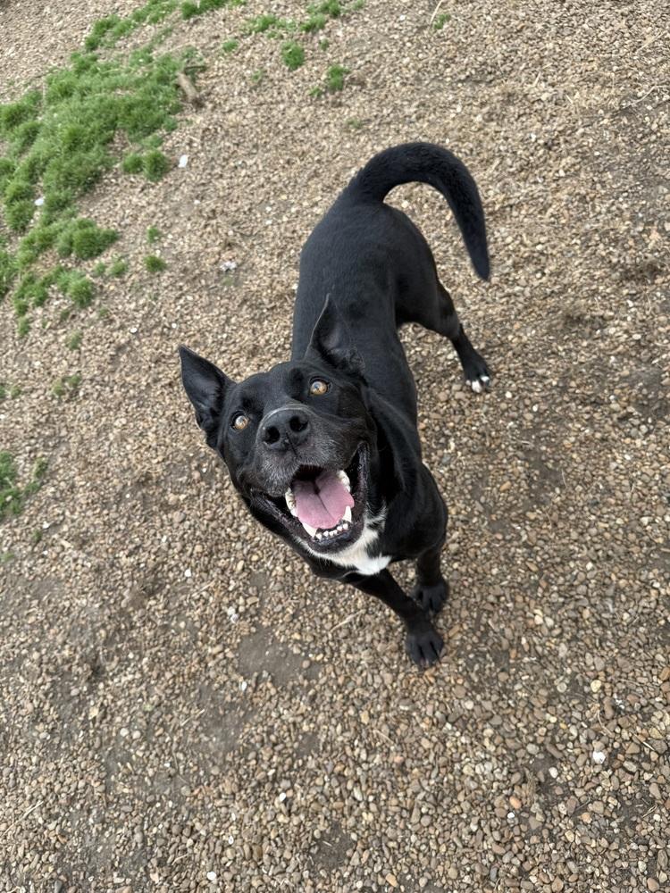 Enlarge Charlie, a Adoptable mixed breed in Lexington, TN image 5/6