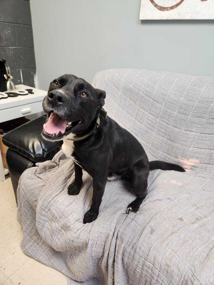 Charlie, a Adoptable mixed breed in Lexington, TN image 3/4