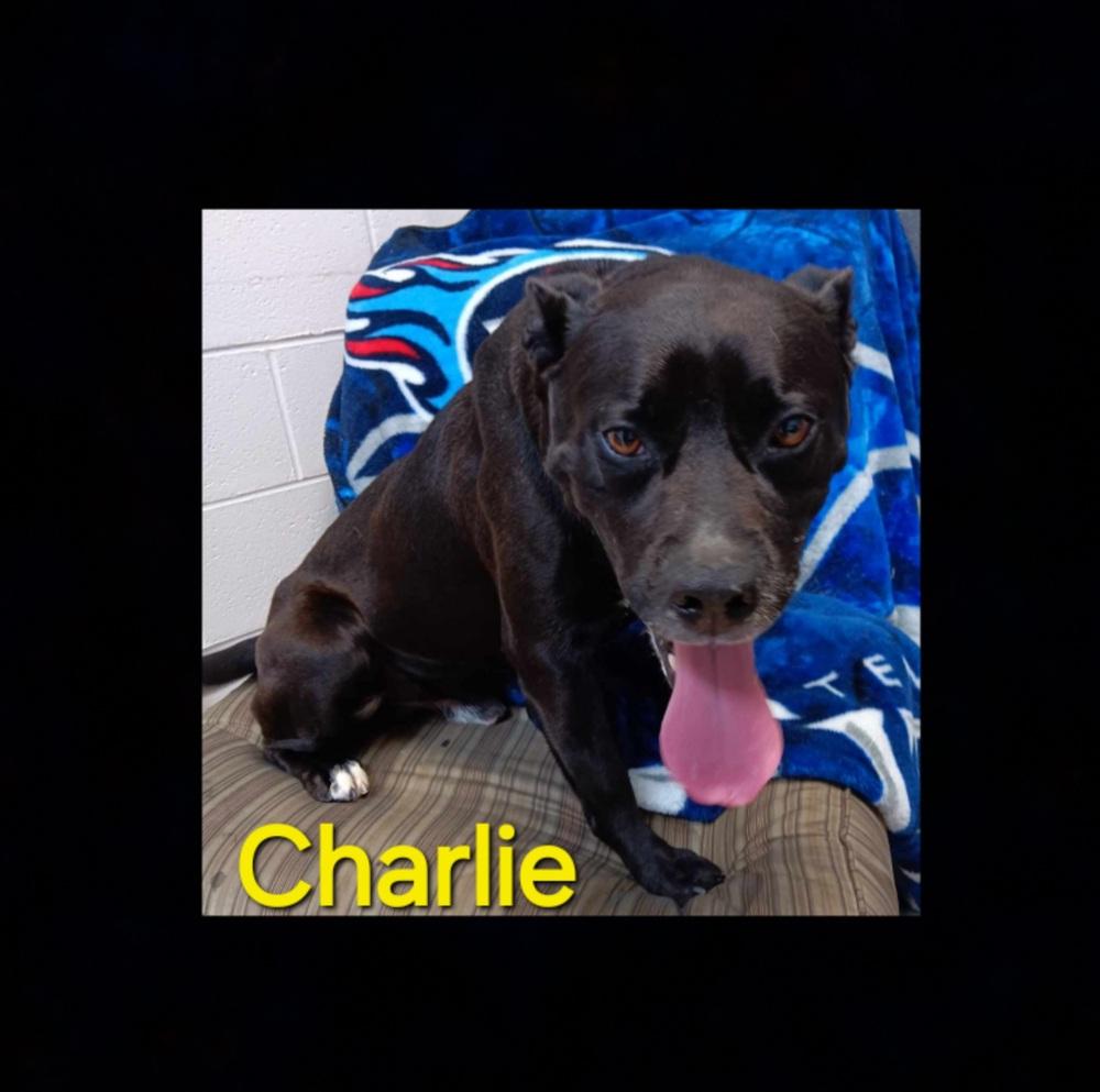 Charlie, a Adoptable mixed breed in Lexington, TN image 4/4