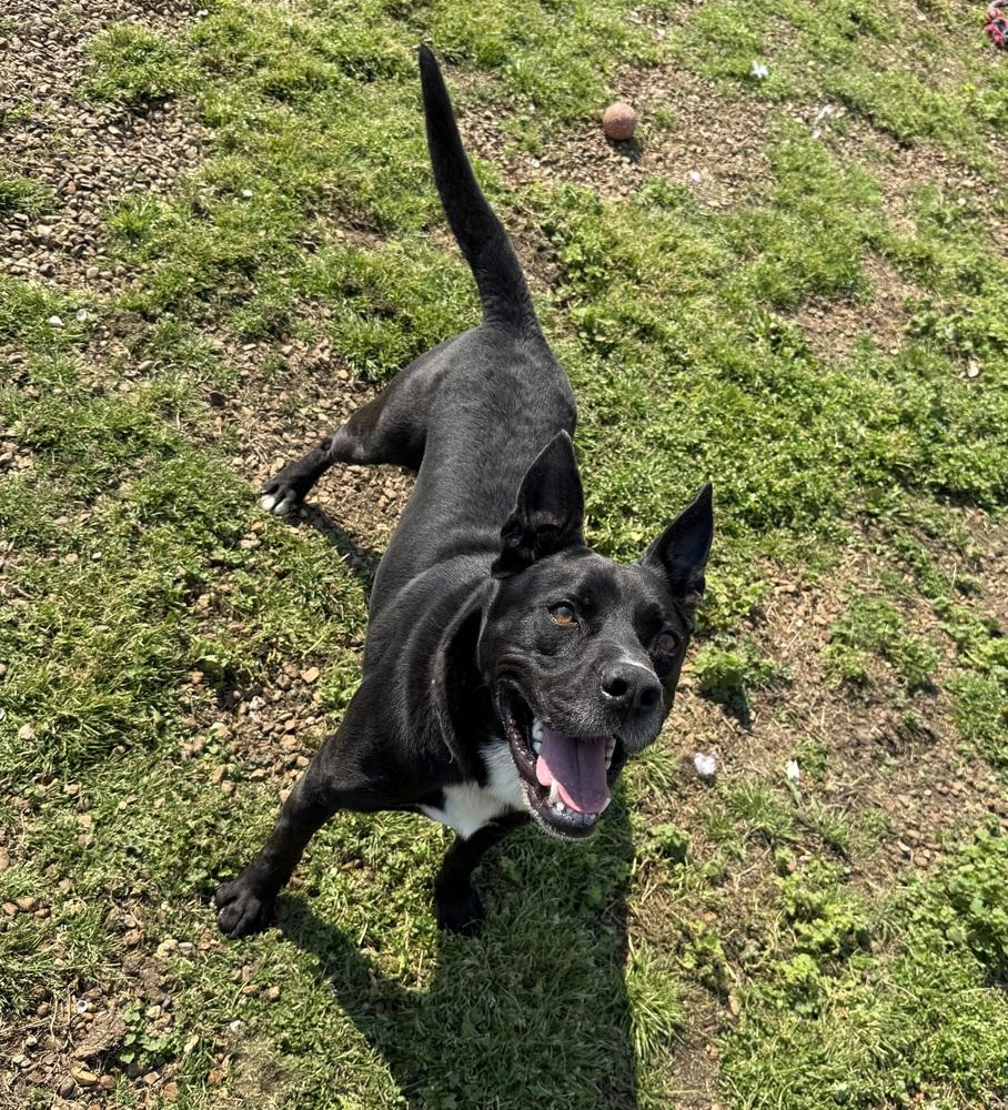 Enlarge Charlie, a Adoptable mixed breed in Lexington, TN image 6/6