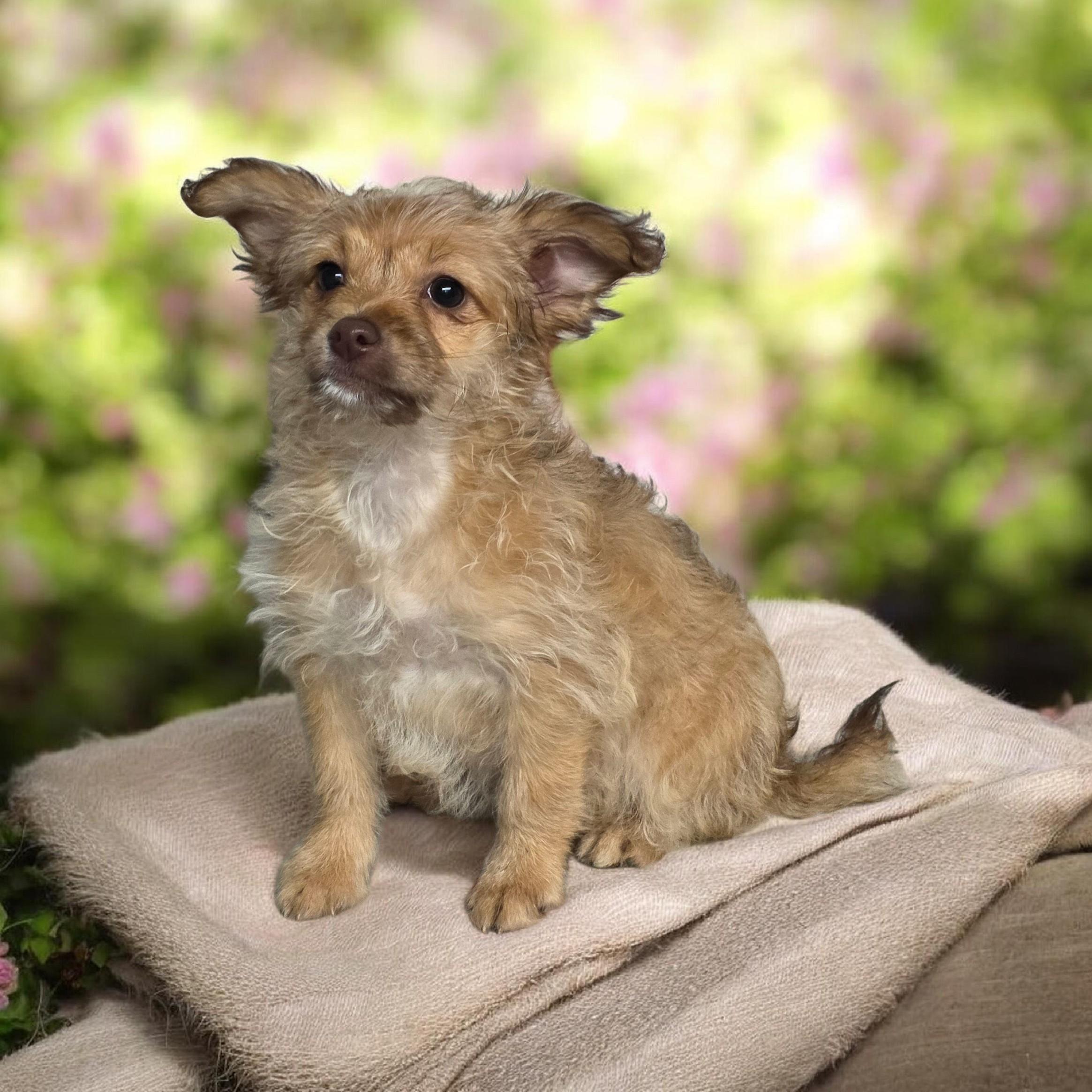 Shayla, ADOPTABLE, Puppy Female Miniature Schnauzer.