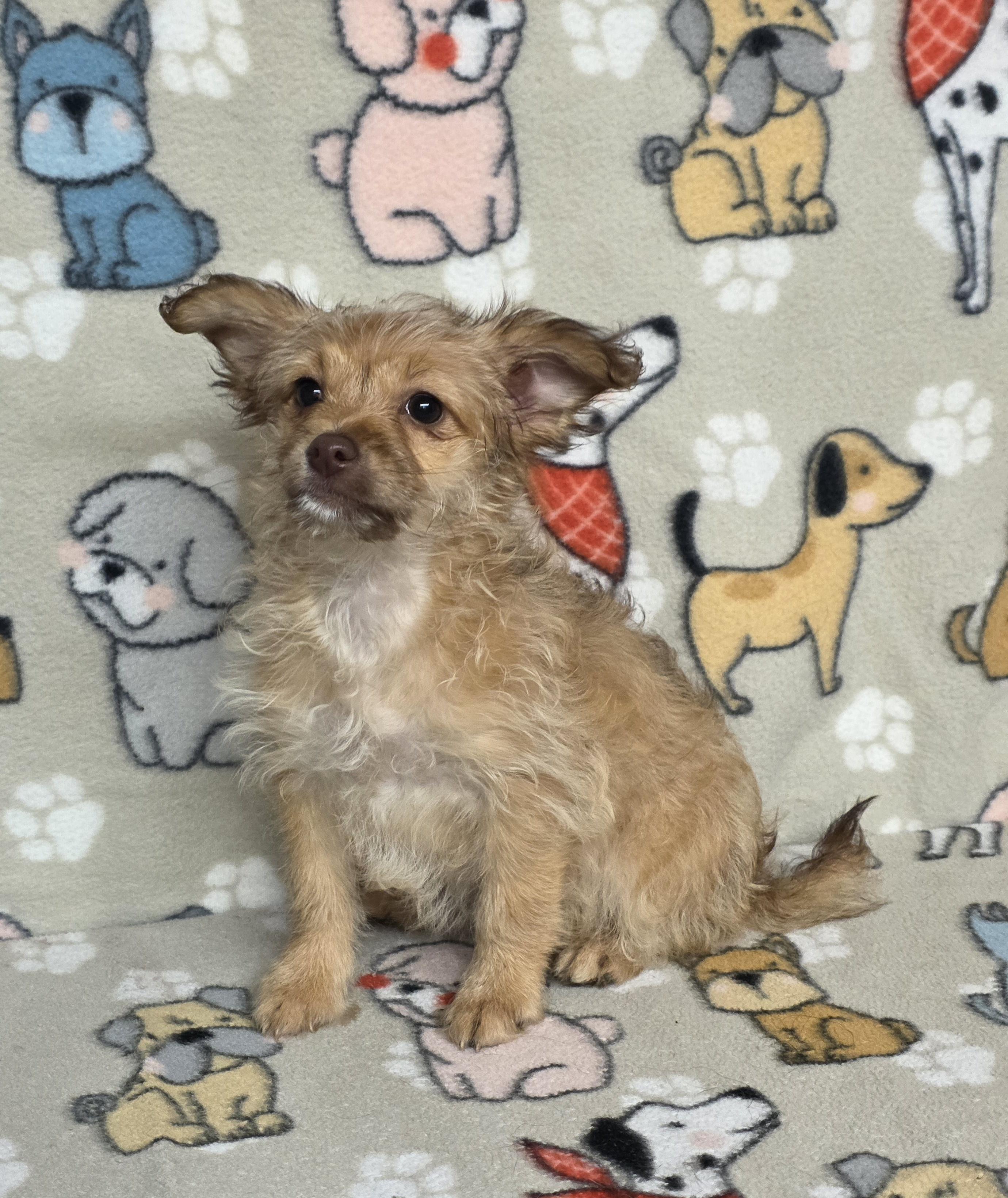 Shayla, a ADOPTABLE mixed breed in Dallas, GA image 2/3
