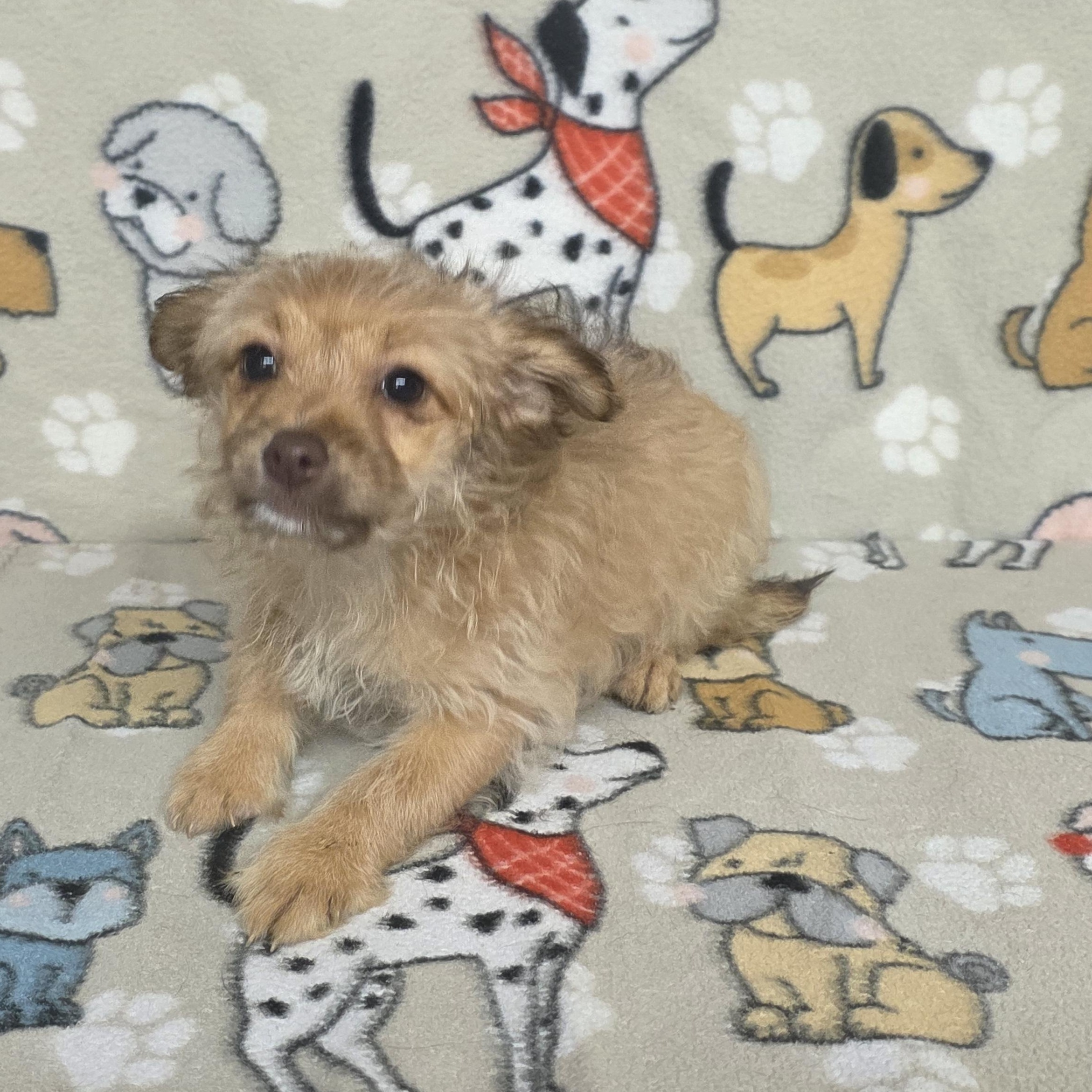 Shayla, a ADOPTABLE mixed breed in Dallas, GA image 3/3